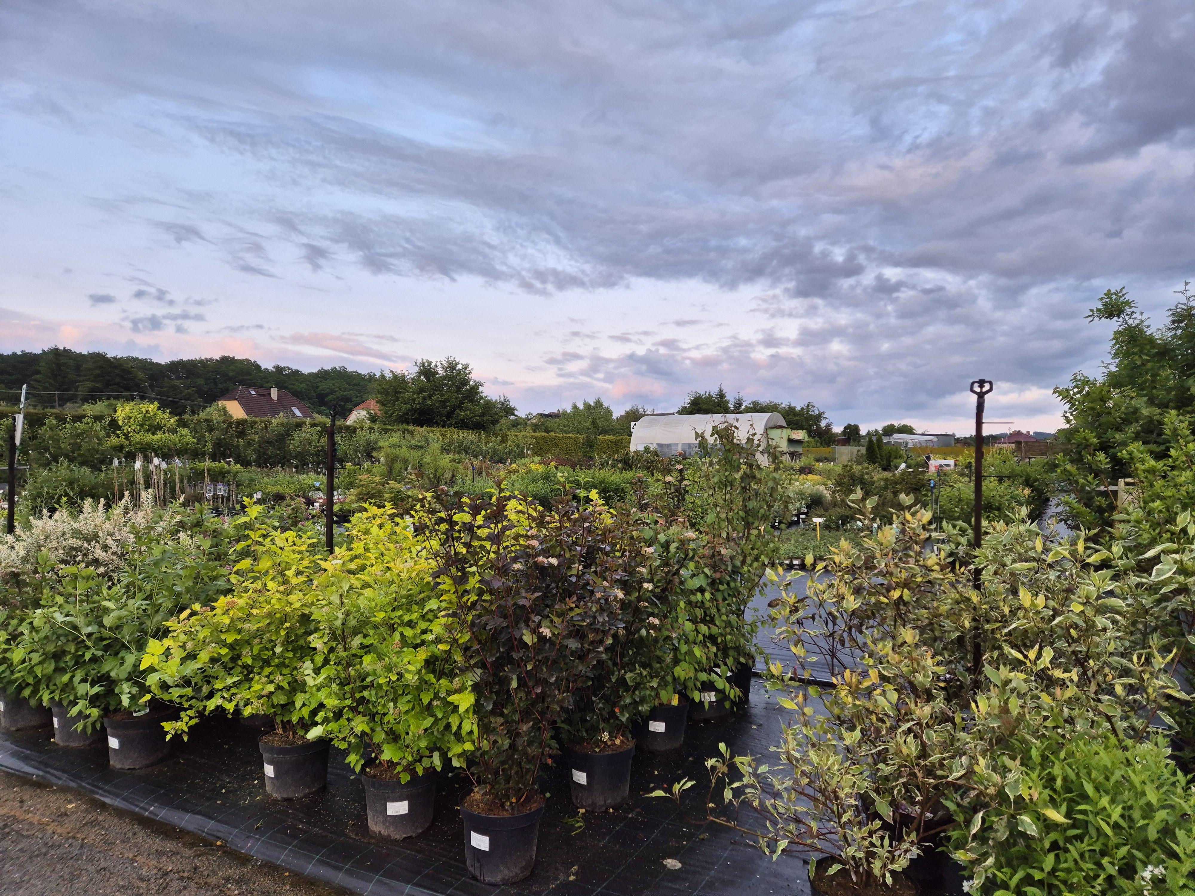 Zahradnictví Erica foto 4