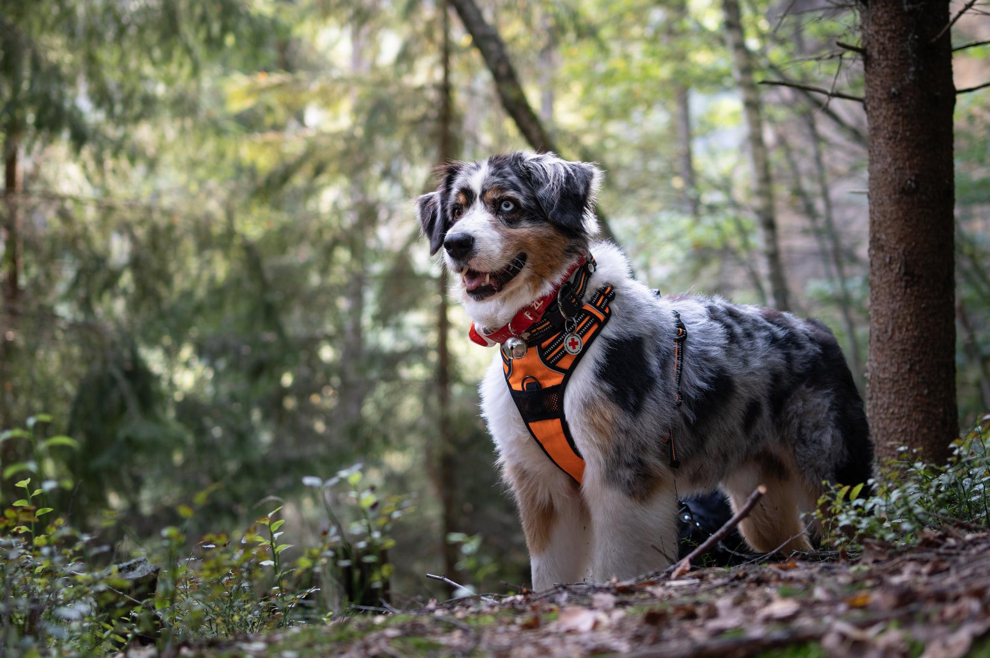 Záchranná brigáda kynologů Pardubického kraje