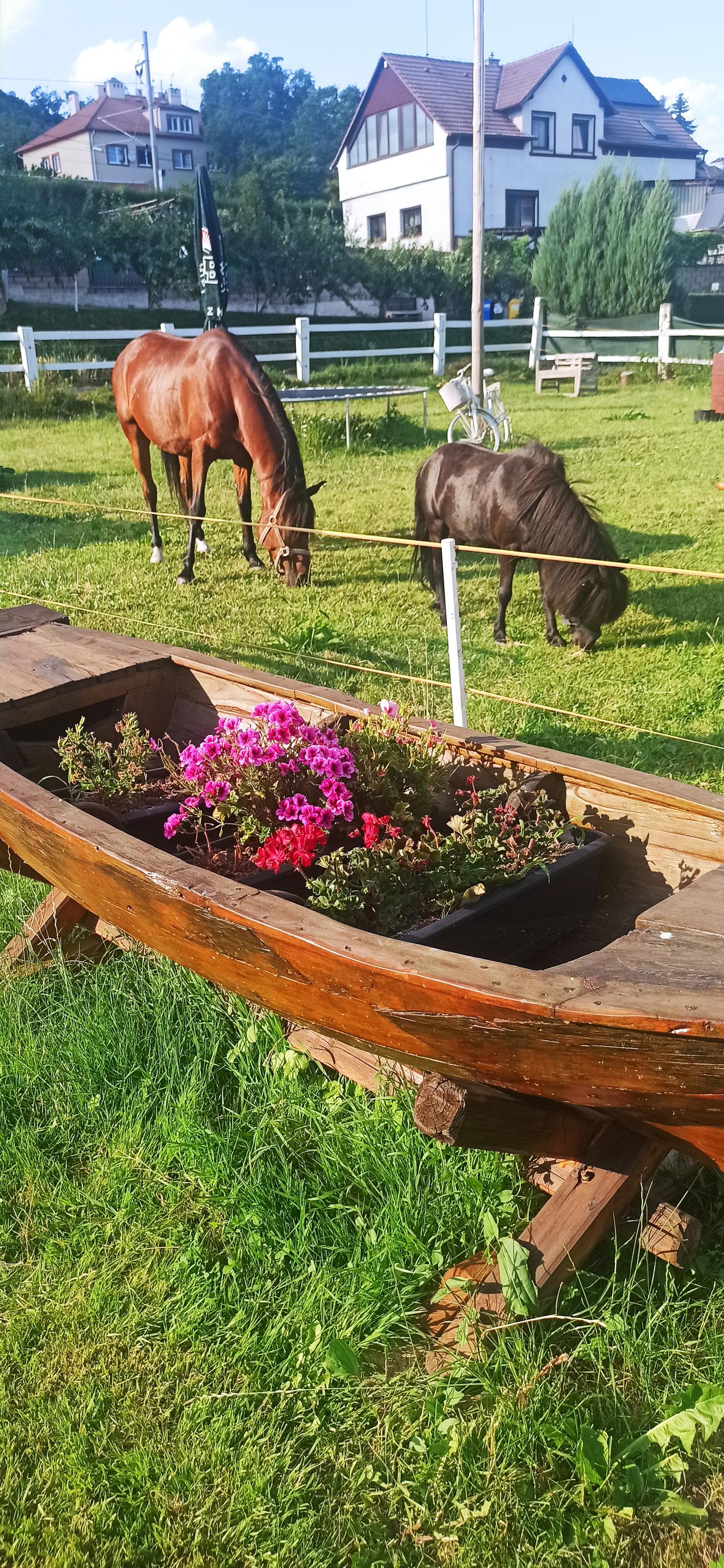 U koníka foto 2