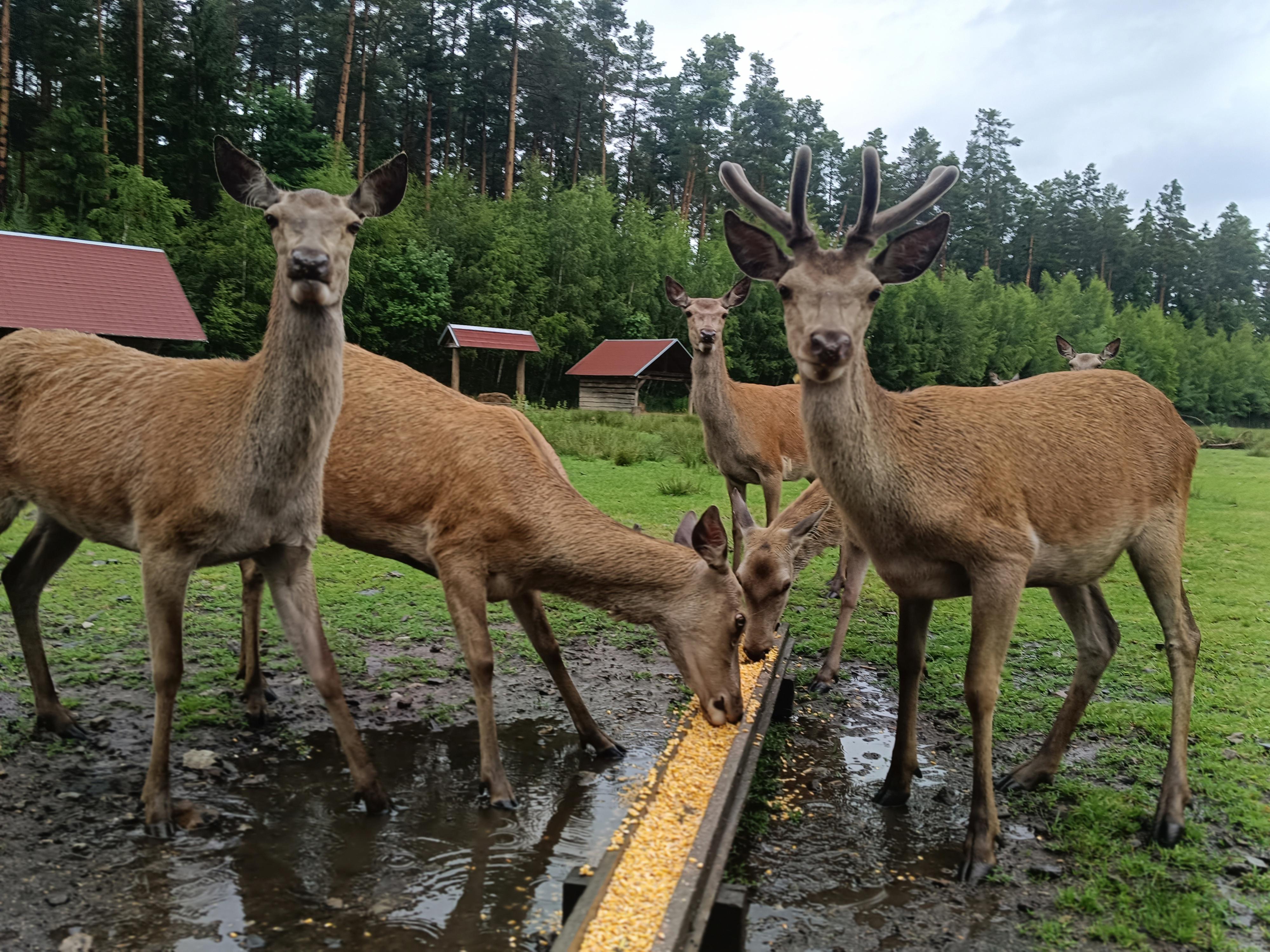 Občerstvení u jelení farmy foto 2