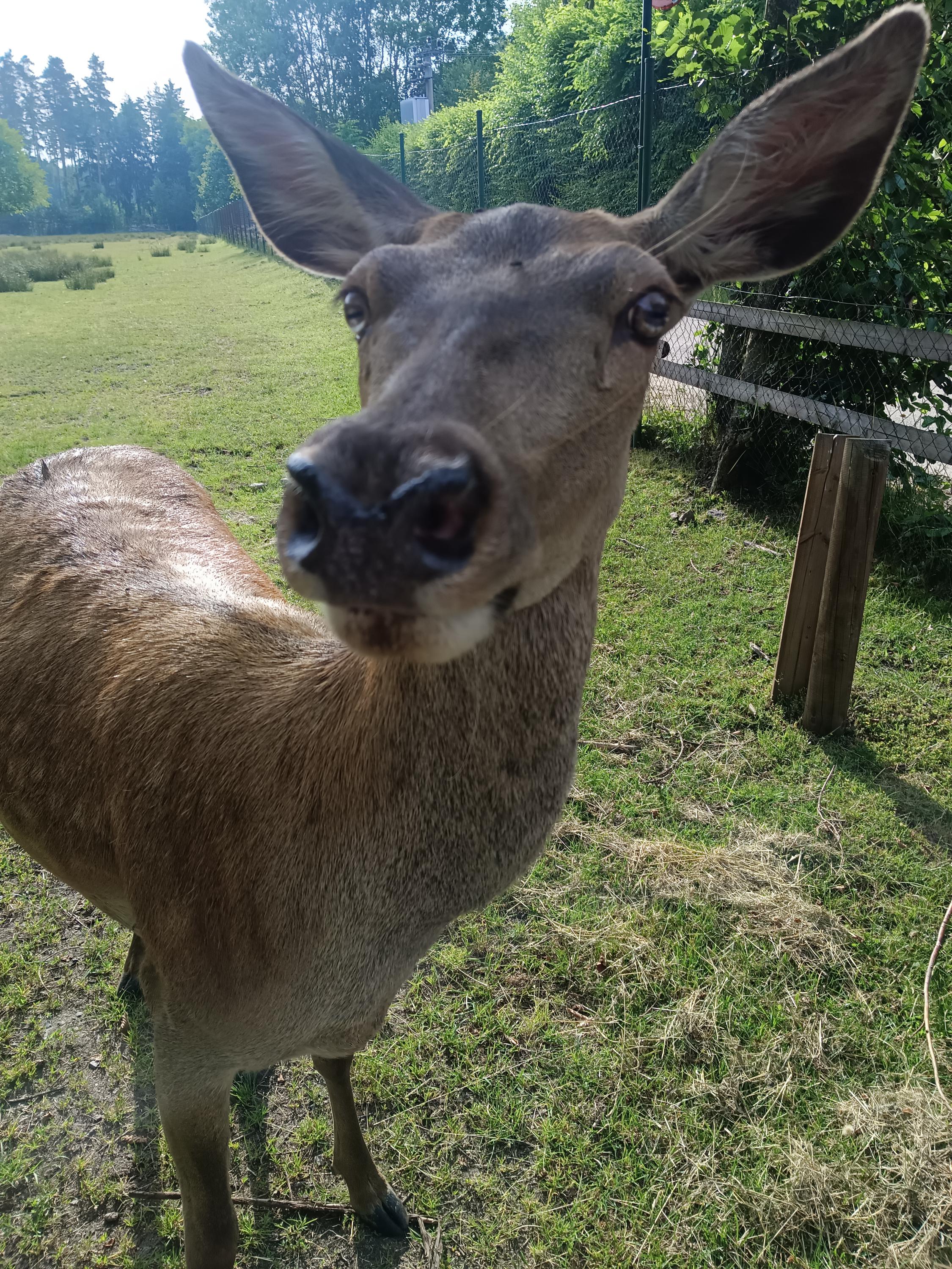 Občerstvení u jelení farmy foto 4