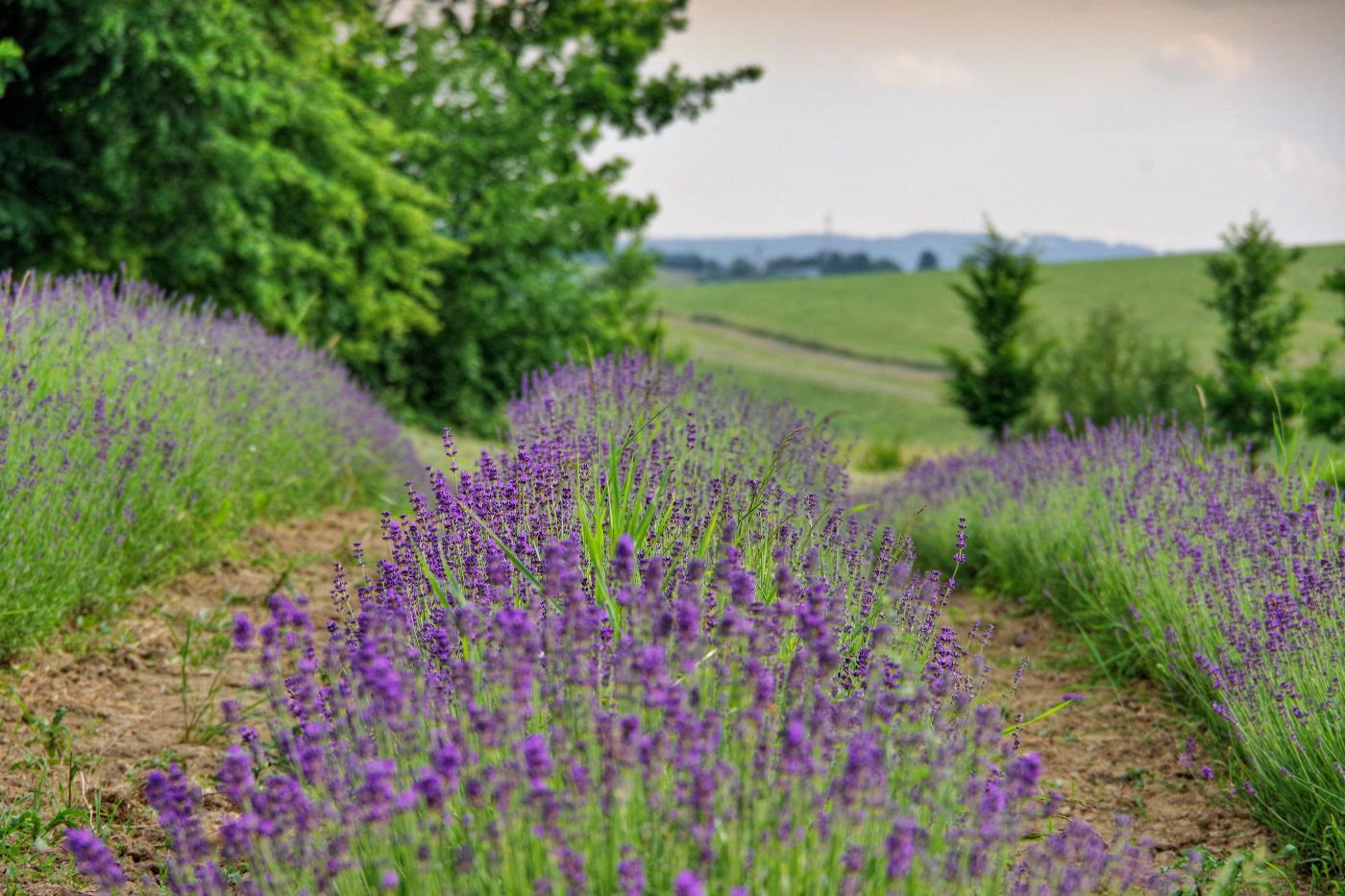 Levandule pro radost foto 5