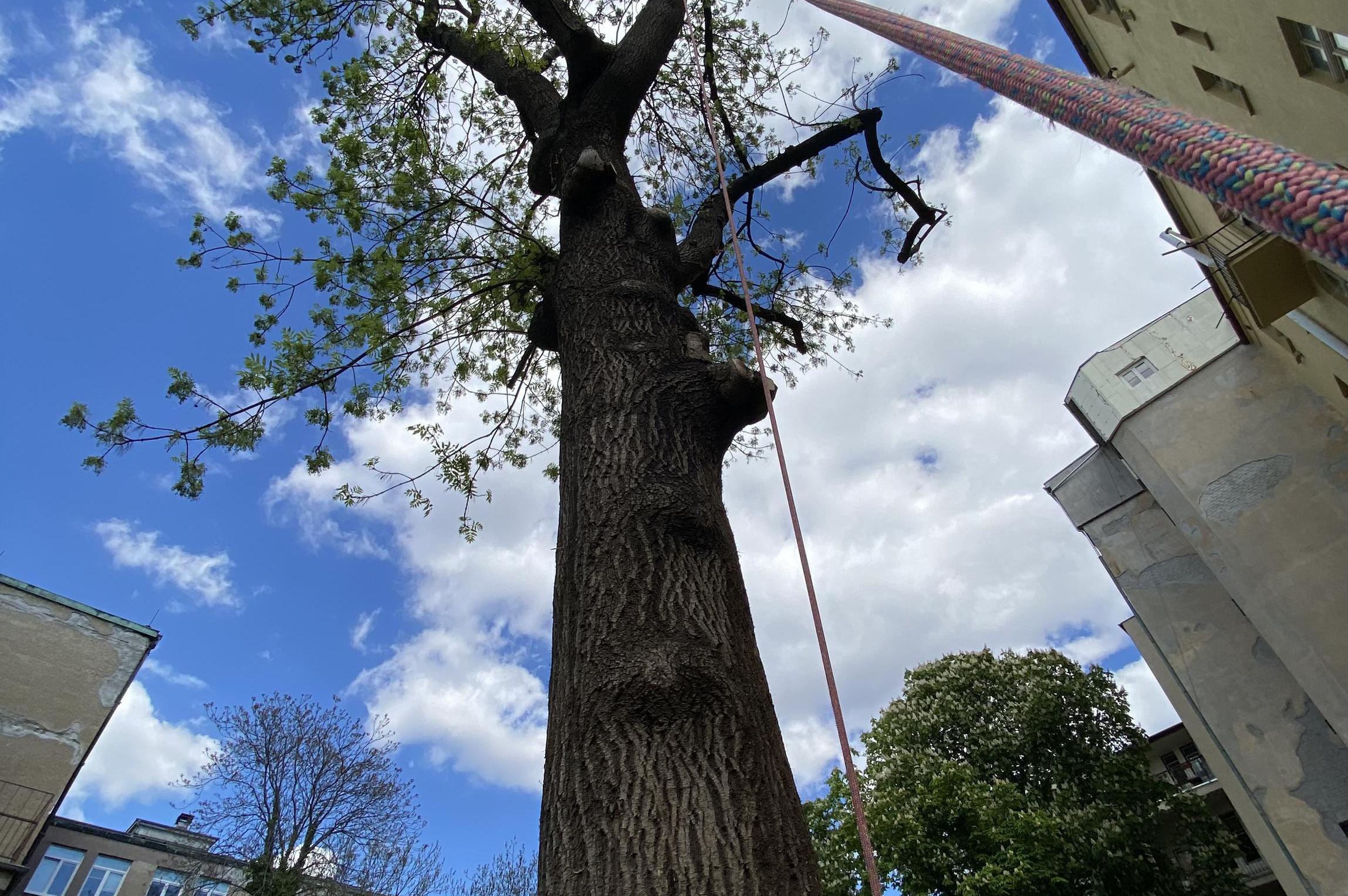 Rizikové kácení Matoušek