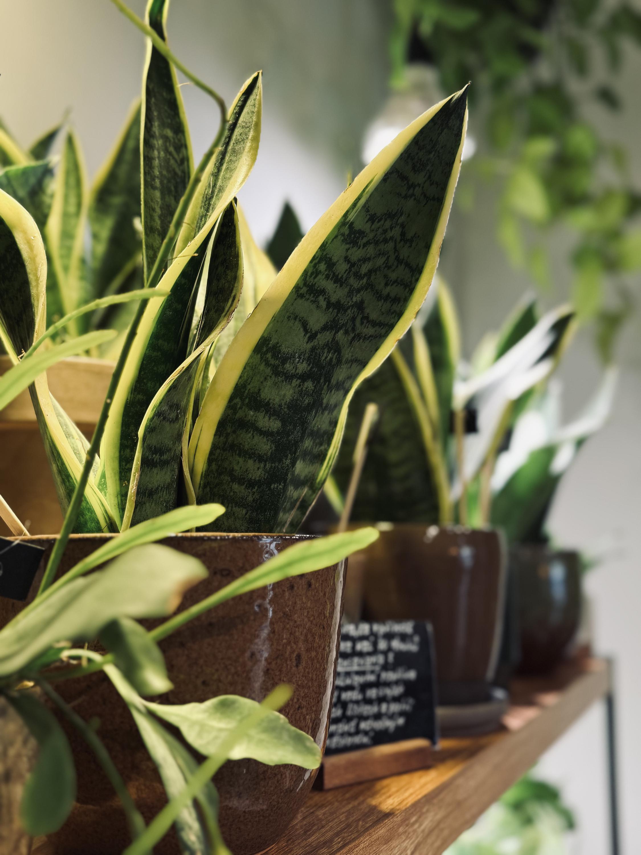 Kvítí jinak foto 2