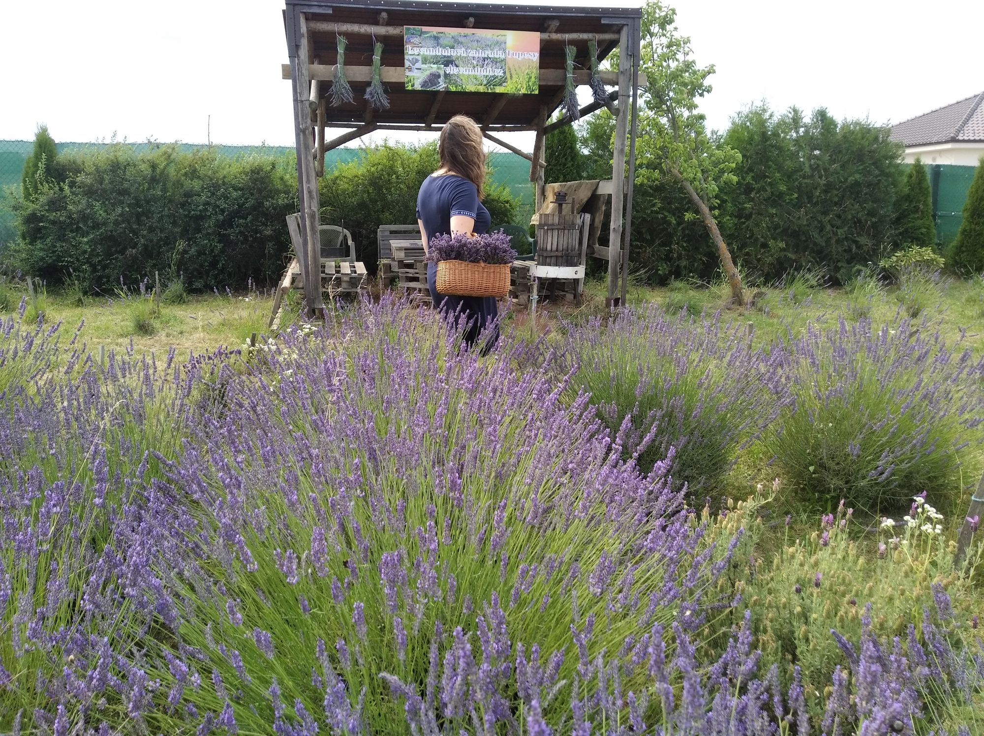 Vlevanduli.cz foto 4