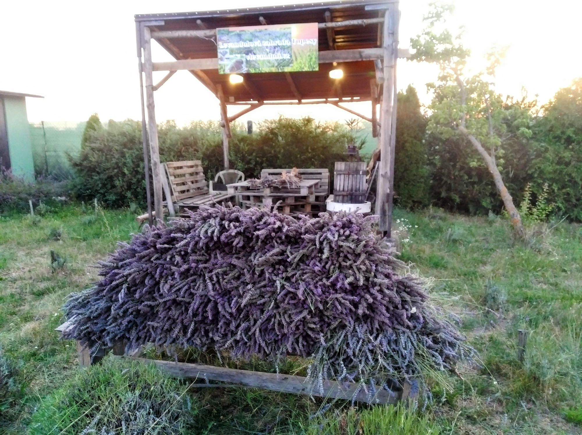 Vlevanduli.cz foto 2