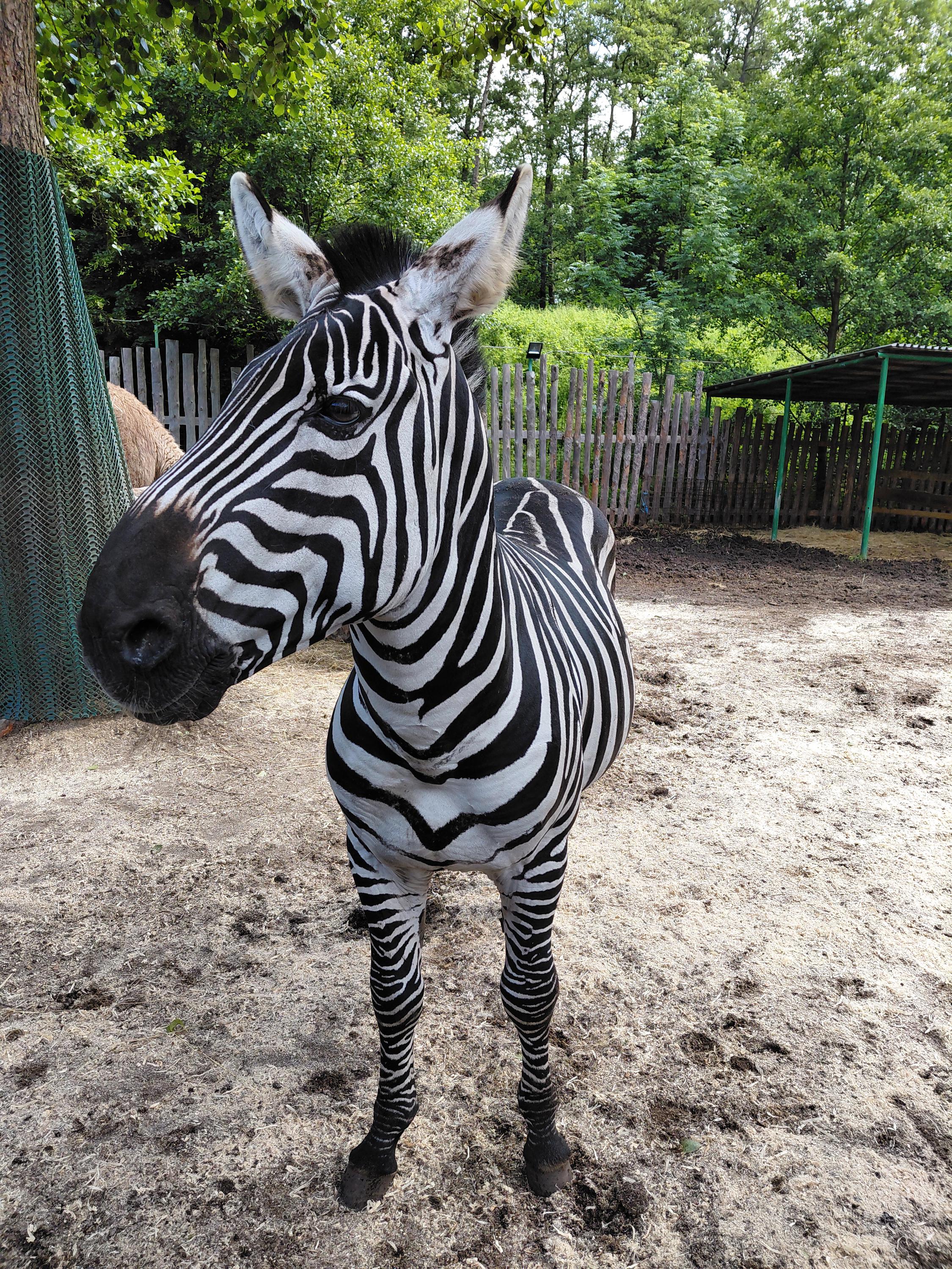 ZOOPARK Doksy foto 2