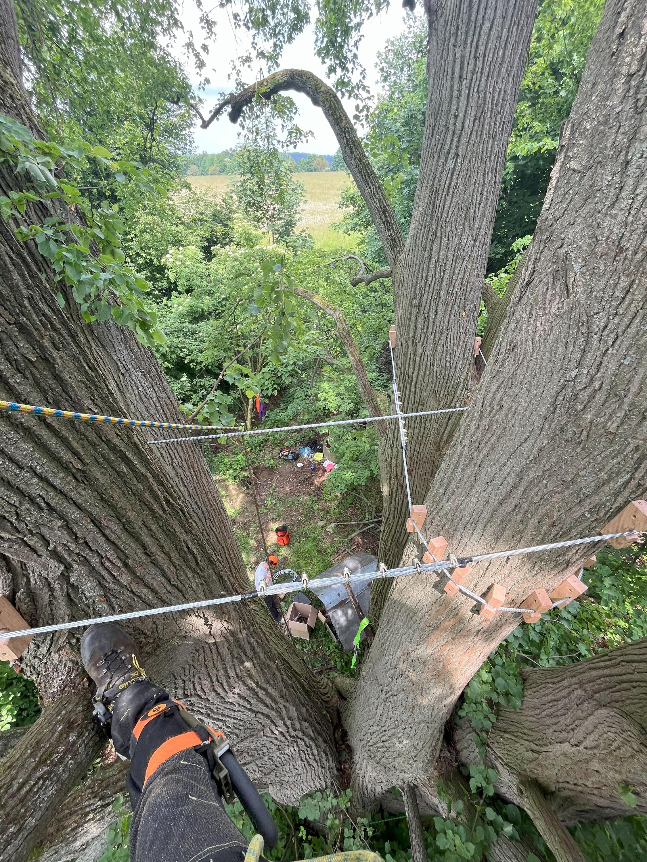 Ing. Lukáš Chramosta - Arboristické služby foto 6