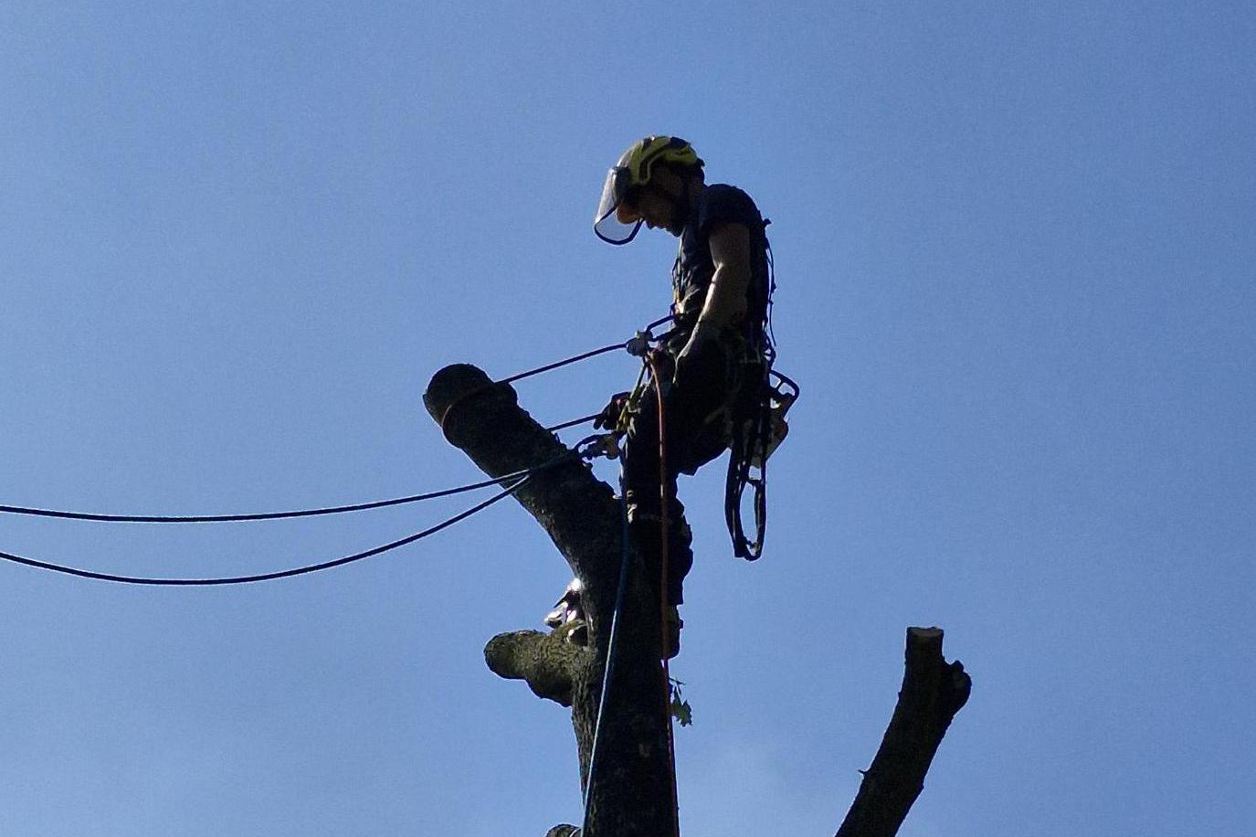 Arborista Fasora Martin