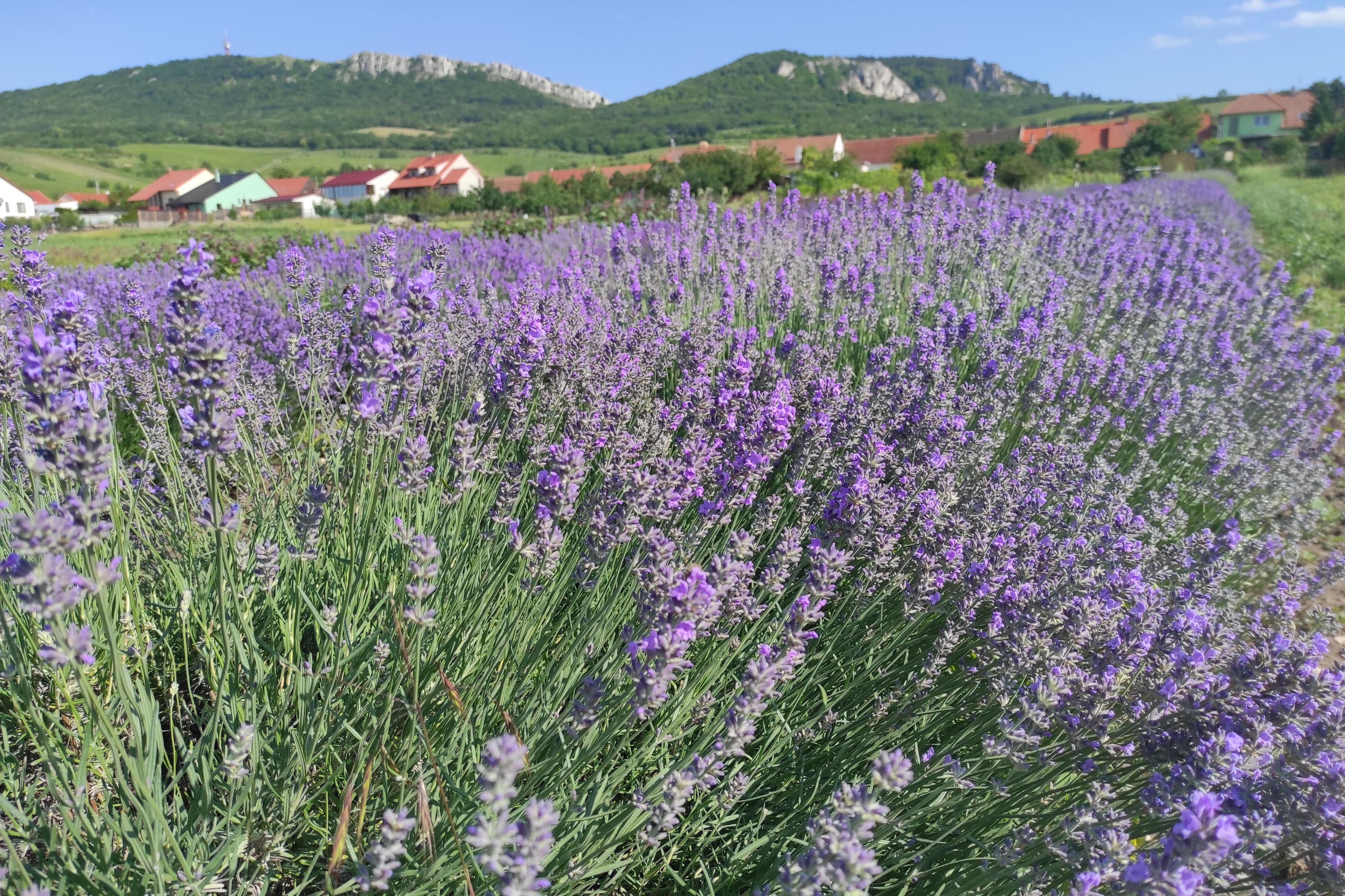 Bylinky pod Pálavou foto 1