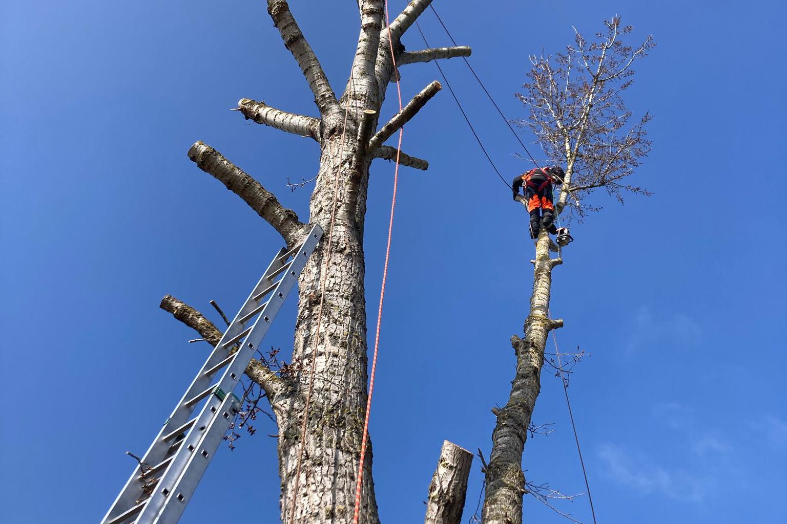 Rizikové kácení, Mgr. Ondřej Benedikt DiS.