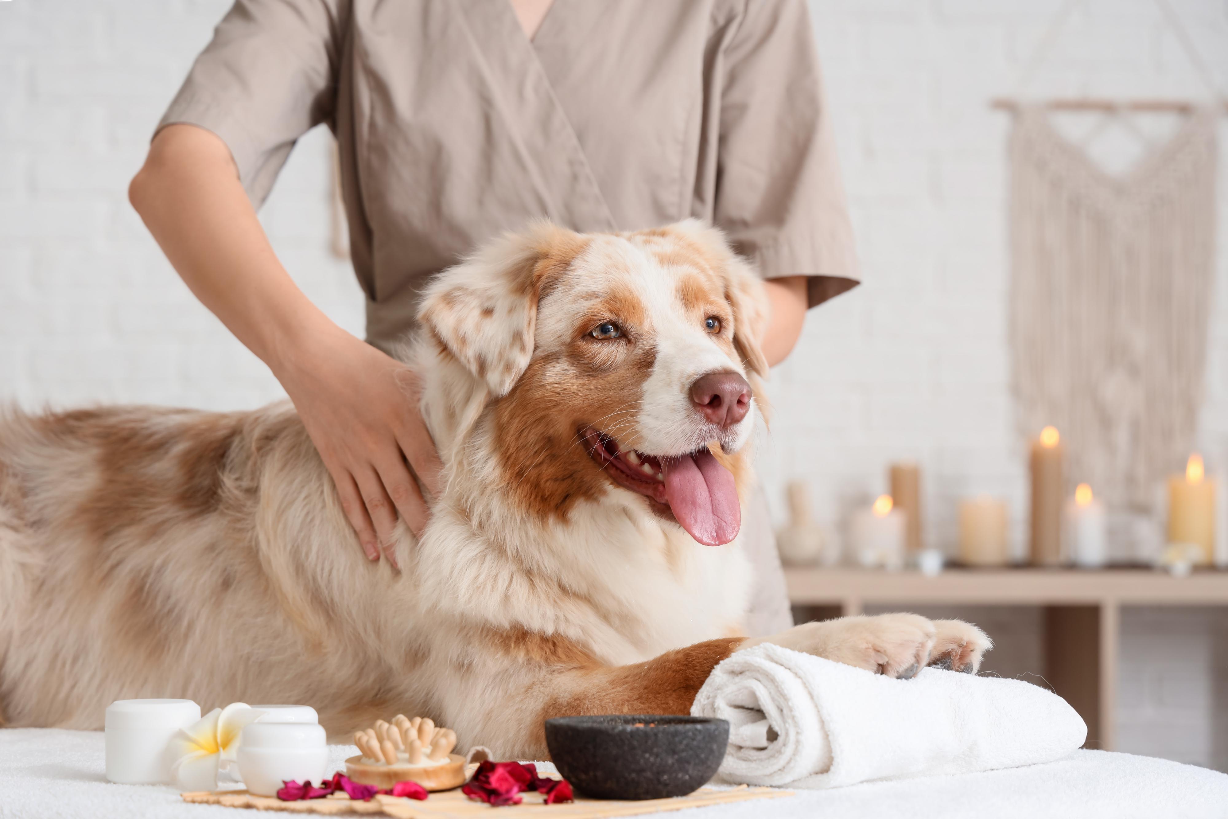 Dog wellness foto 2