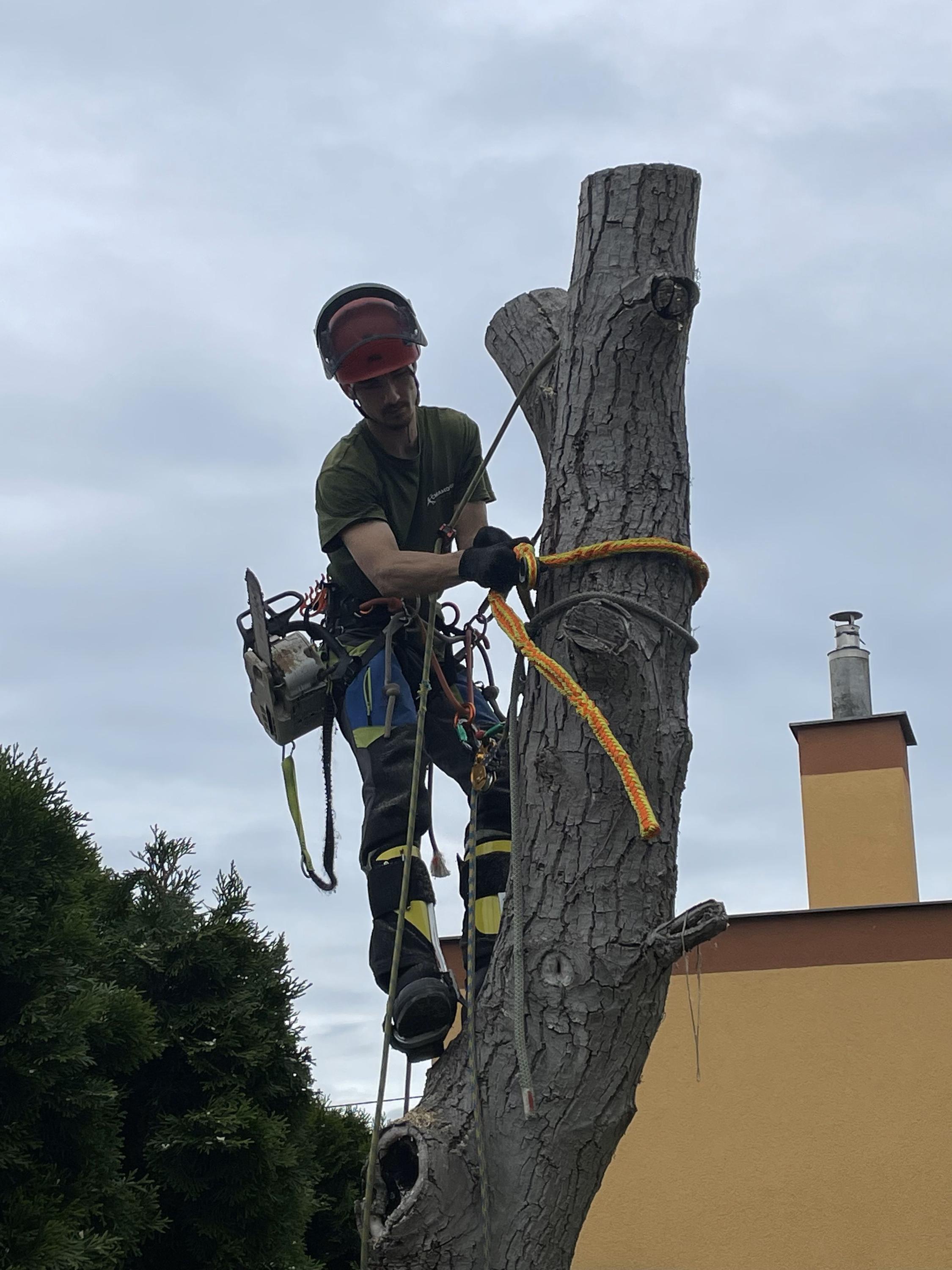 Ing. Lukáš Chramosta - Arboristické služby foto 2