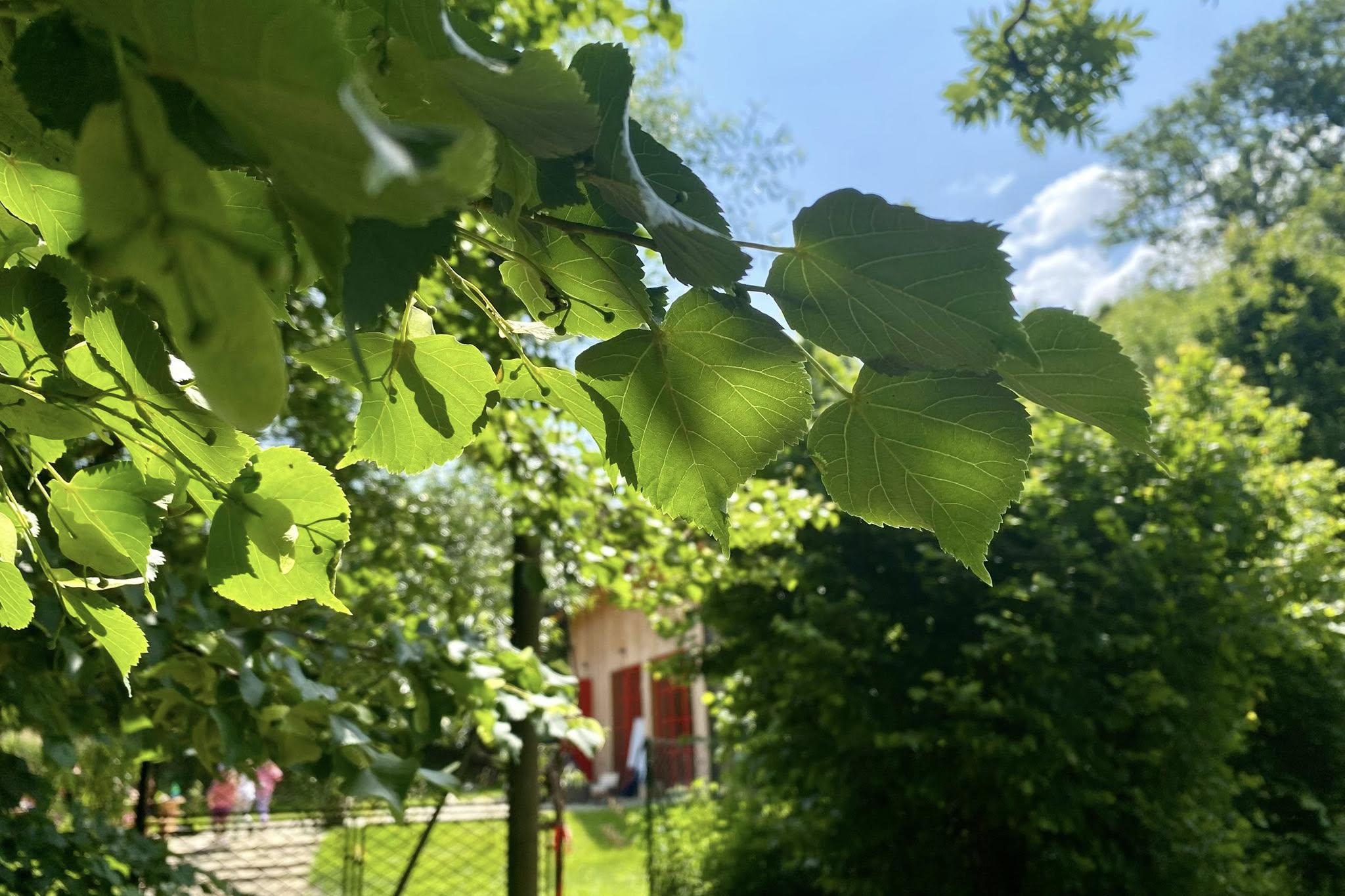 Lesní škola Malých Stromů z. s.