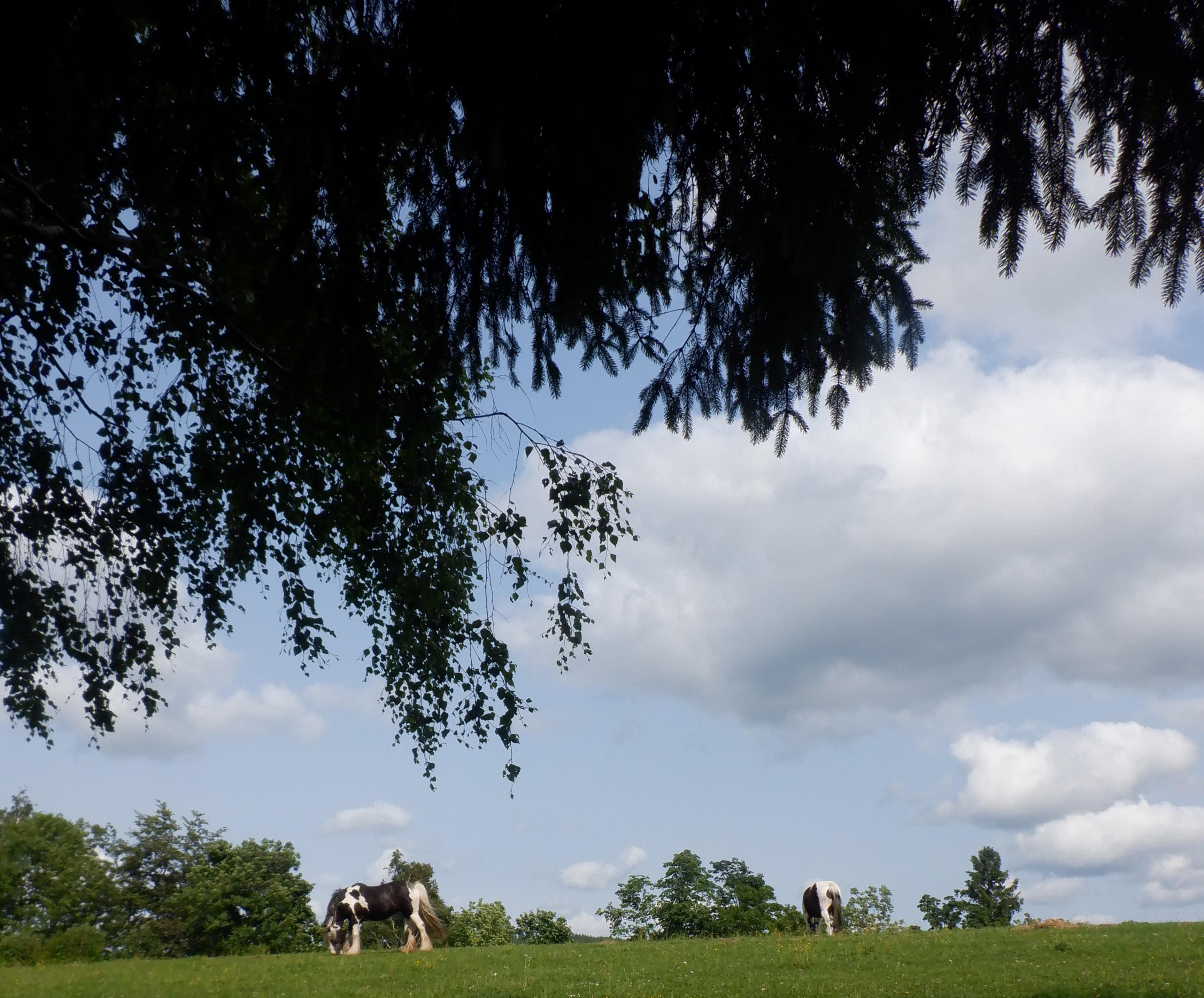 Chov koní a skotu Lenka Hegerová foto 2
