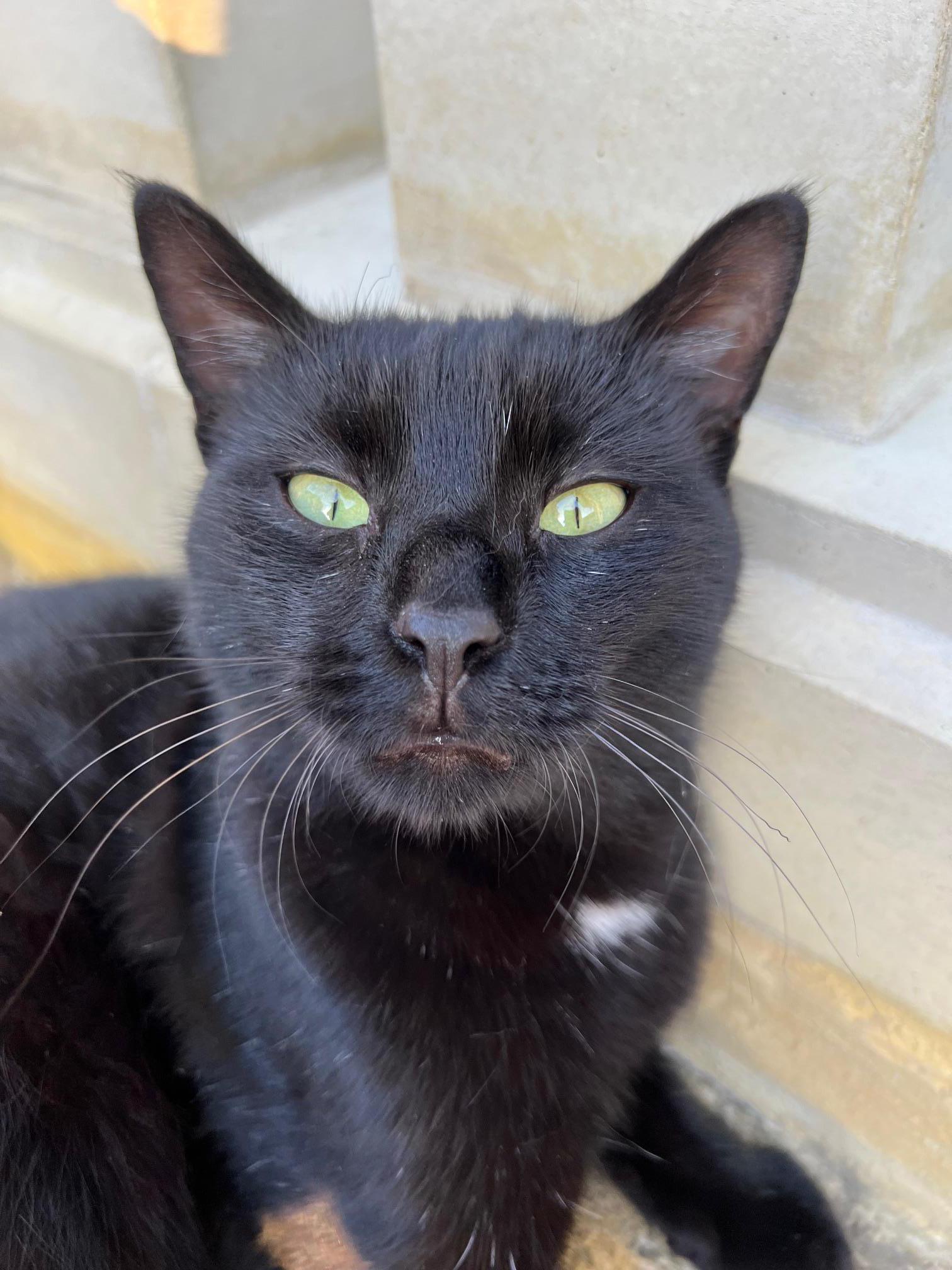 Kastrace kočky - chirurgický zákrok