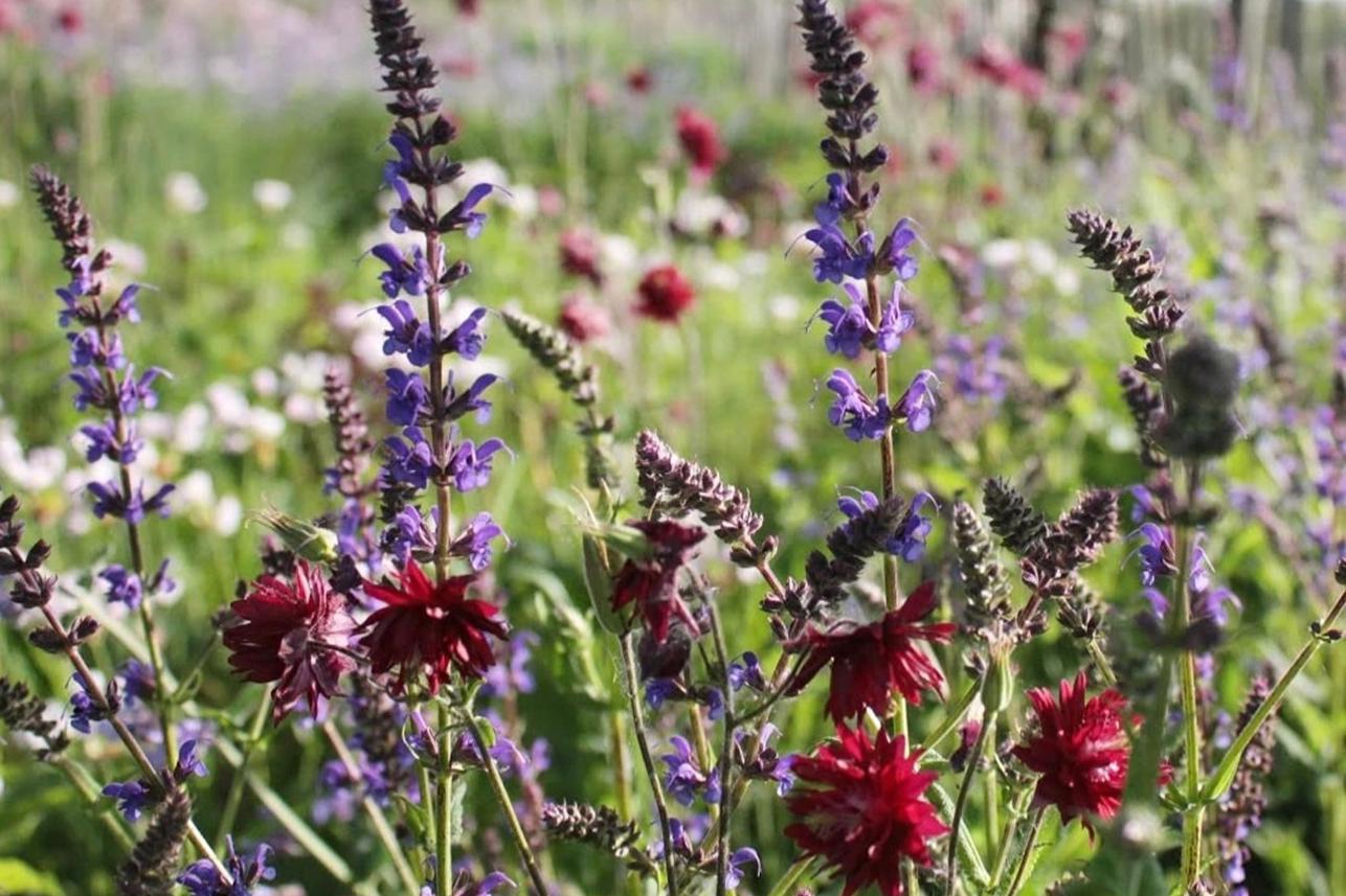 Ing. Petra Valdmanová foto 1