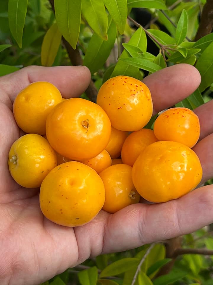 Tropické-rostliny.cz foto 3