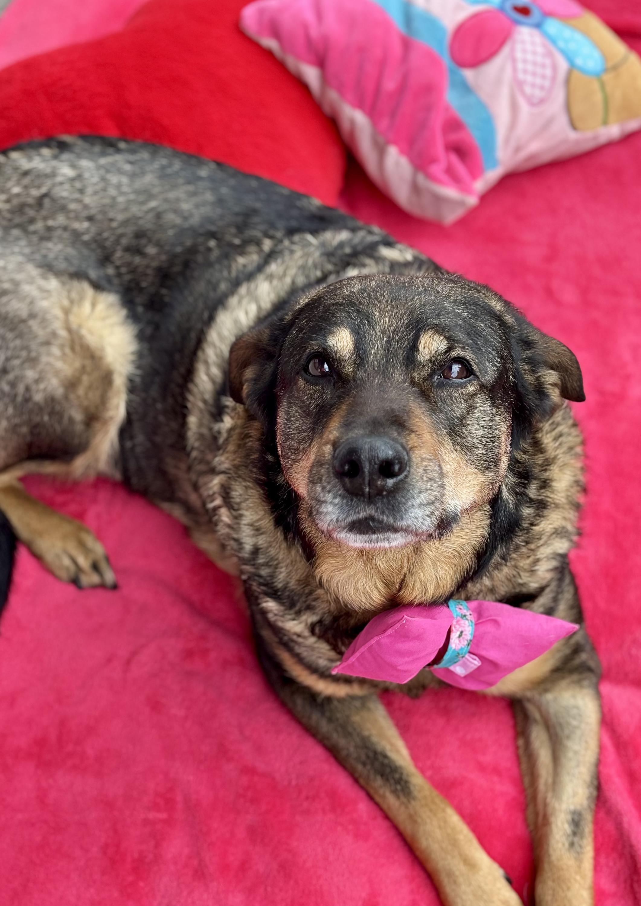 Psí senioři v nouzi, z.s. foto 2