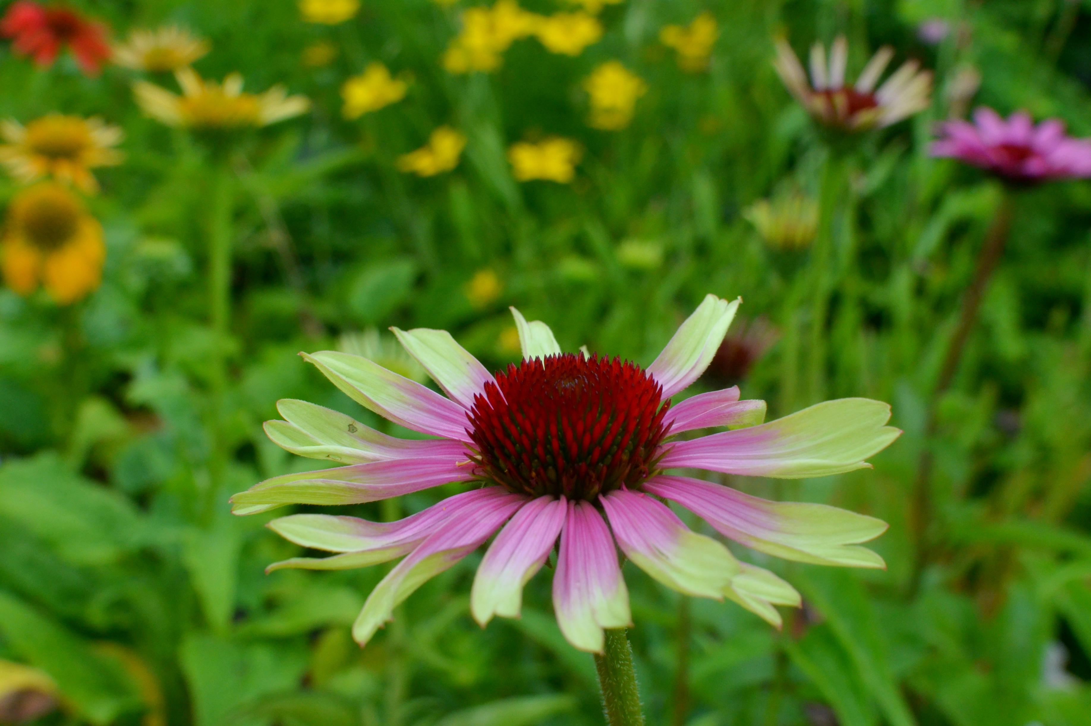 ZAHRADNICTVÍ Zelené poklady