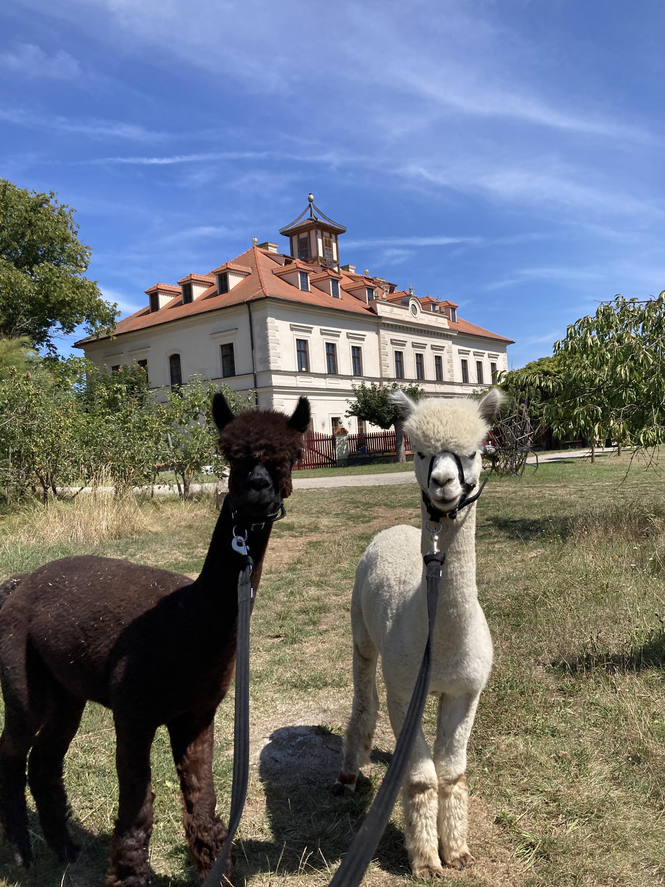 Pražírna kávy Palasio foto 5