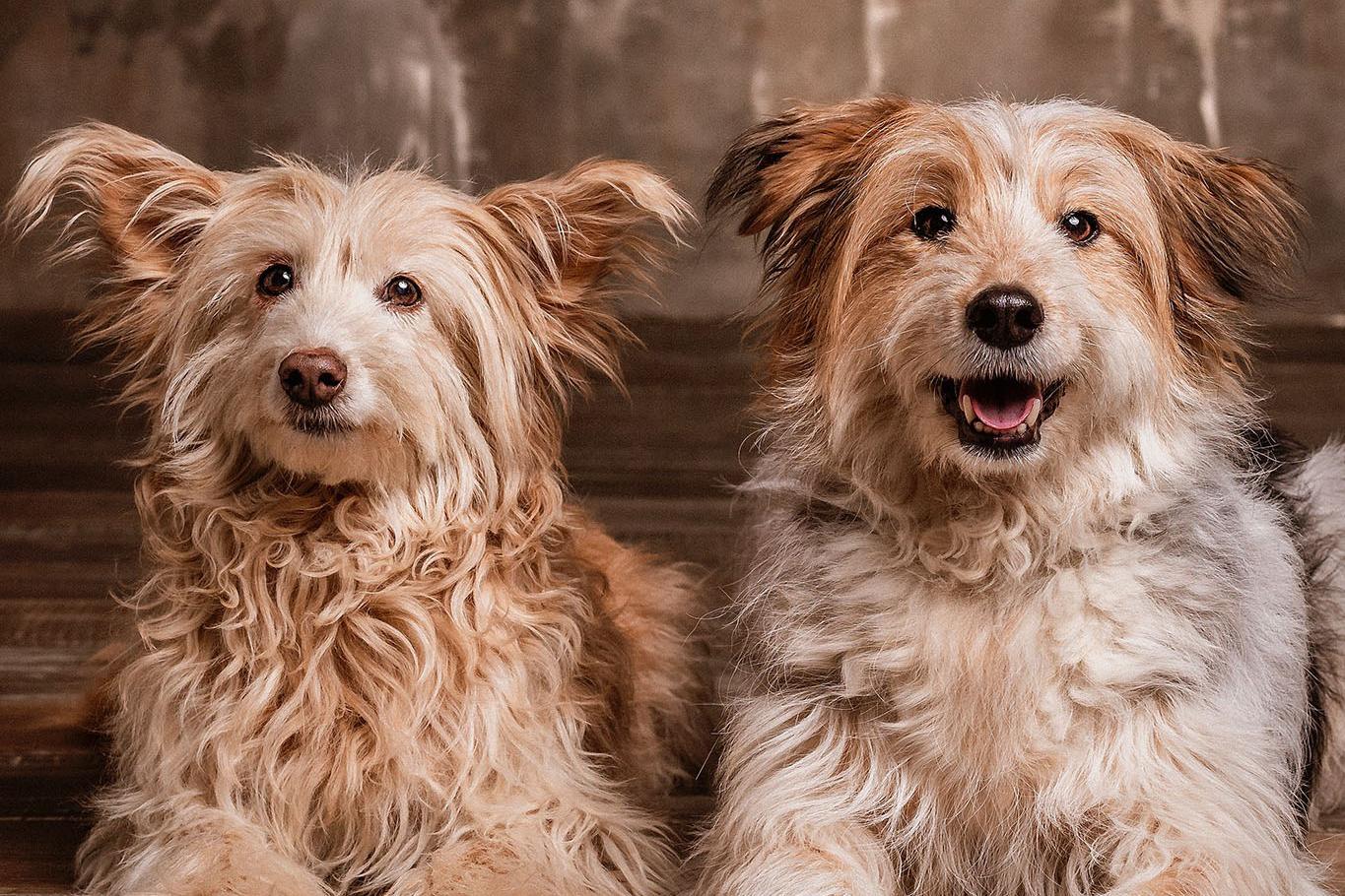 Pecková canisterapie