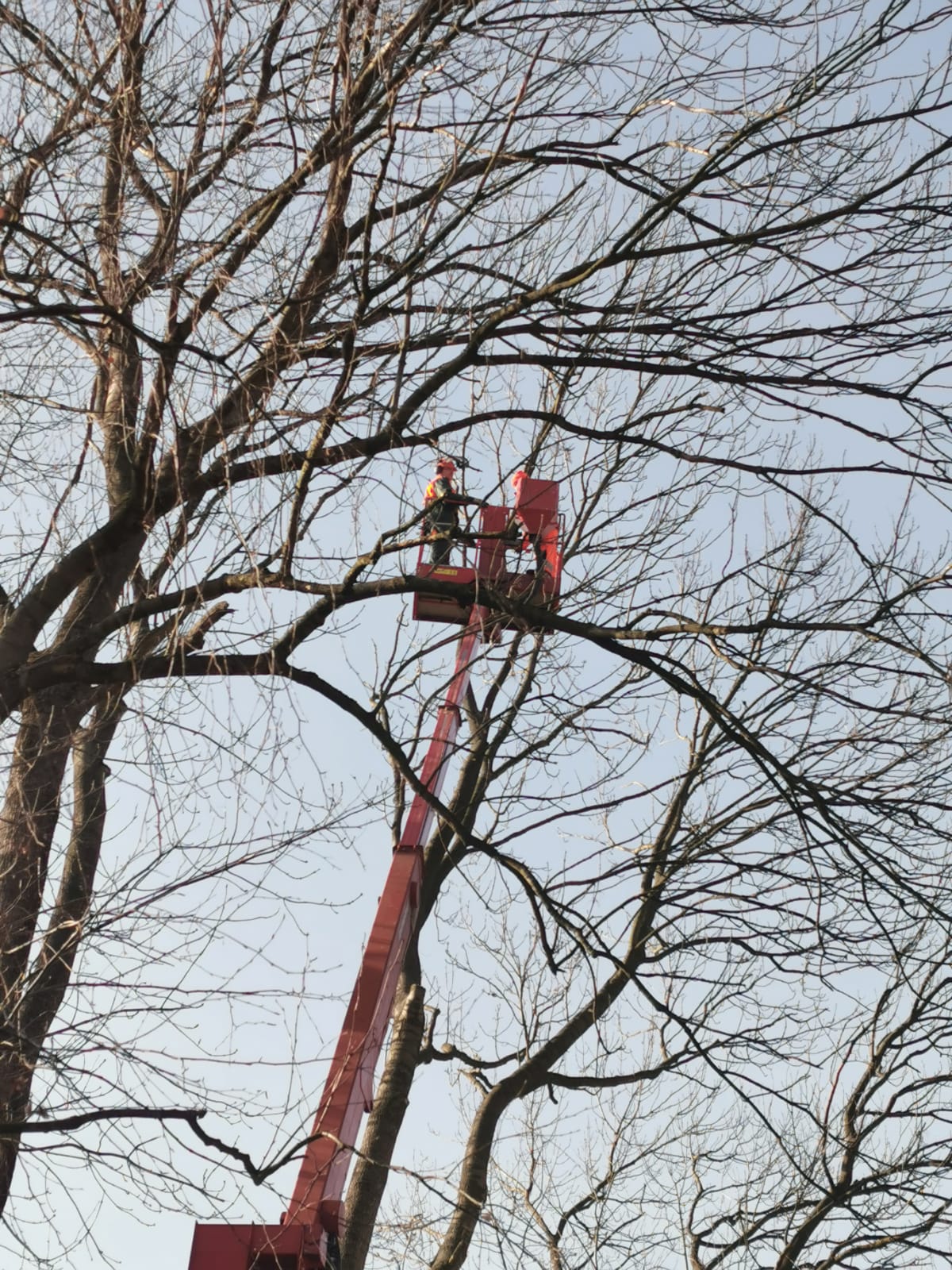Zahradnické a Lesnické práce Petr Skřička foto 3