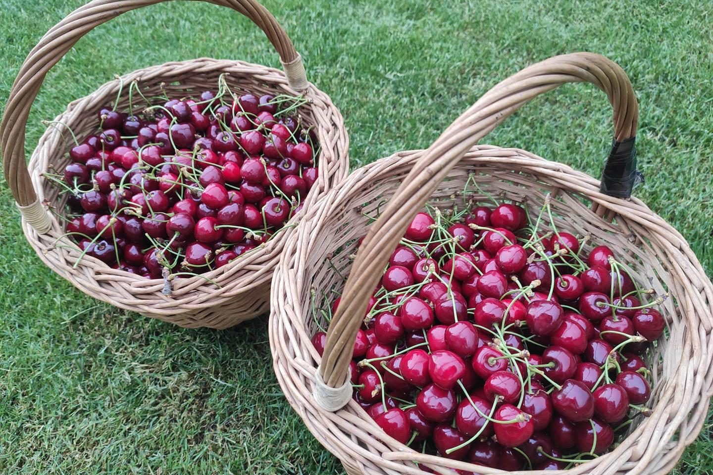 Samosběr třešní Sad Hranice