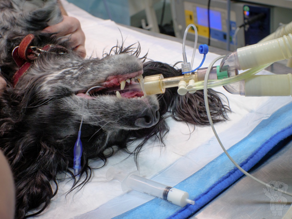 Kastrace feny – šetrný chirurgický zákrok