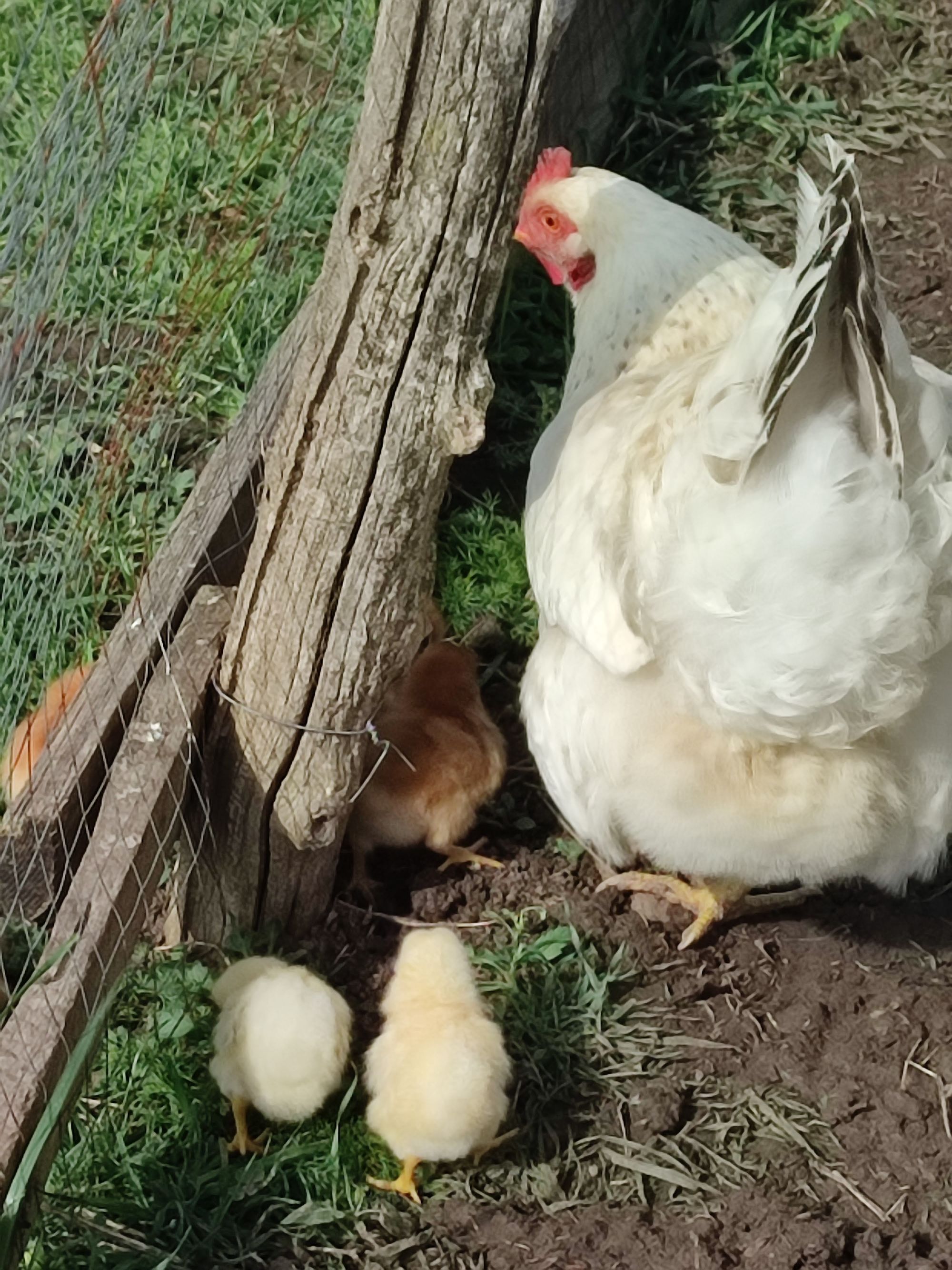 Přírodní zahrada Lila foto 2