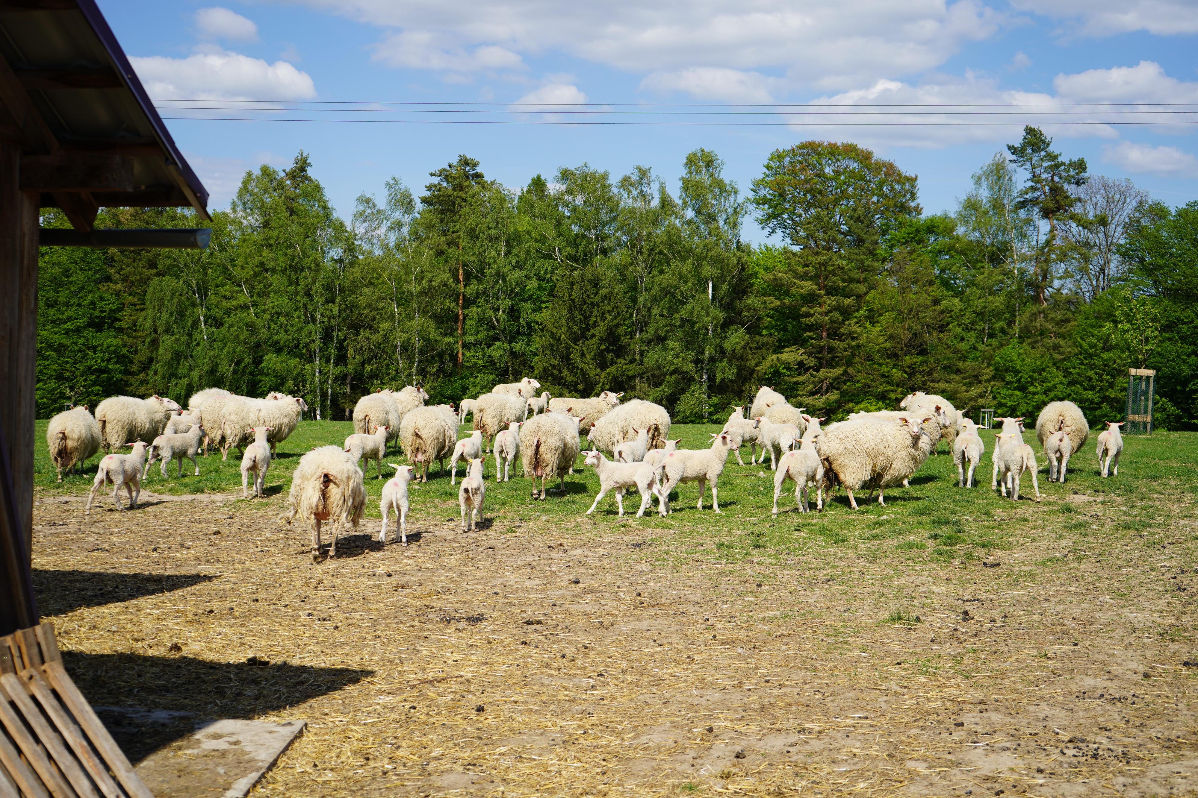 Malá farma Janov - samoobslužný stánek foto 2