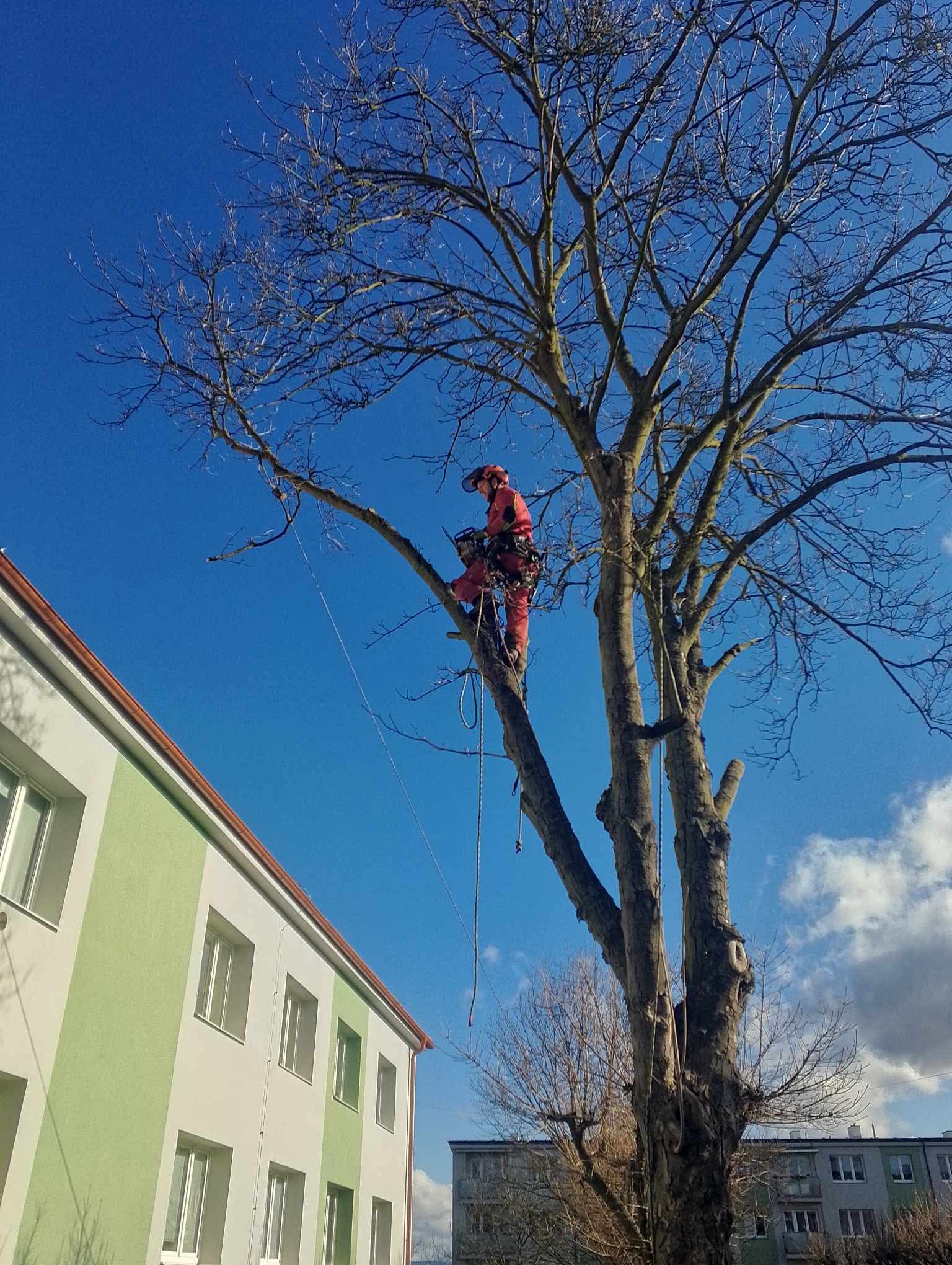 ⁠Rizikové kácení stromů