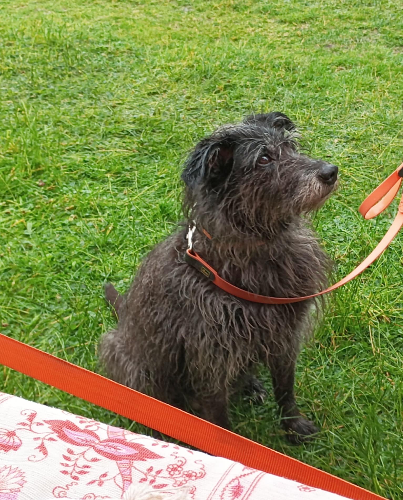 Psí senioři v nouzi, z.s. foto 4