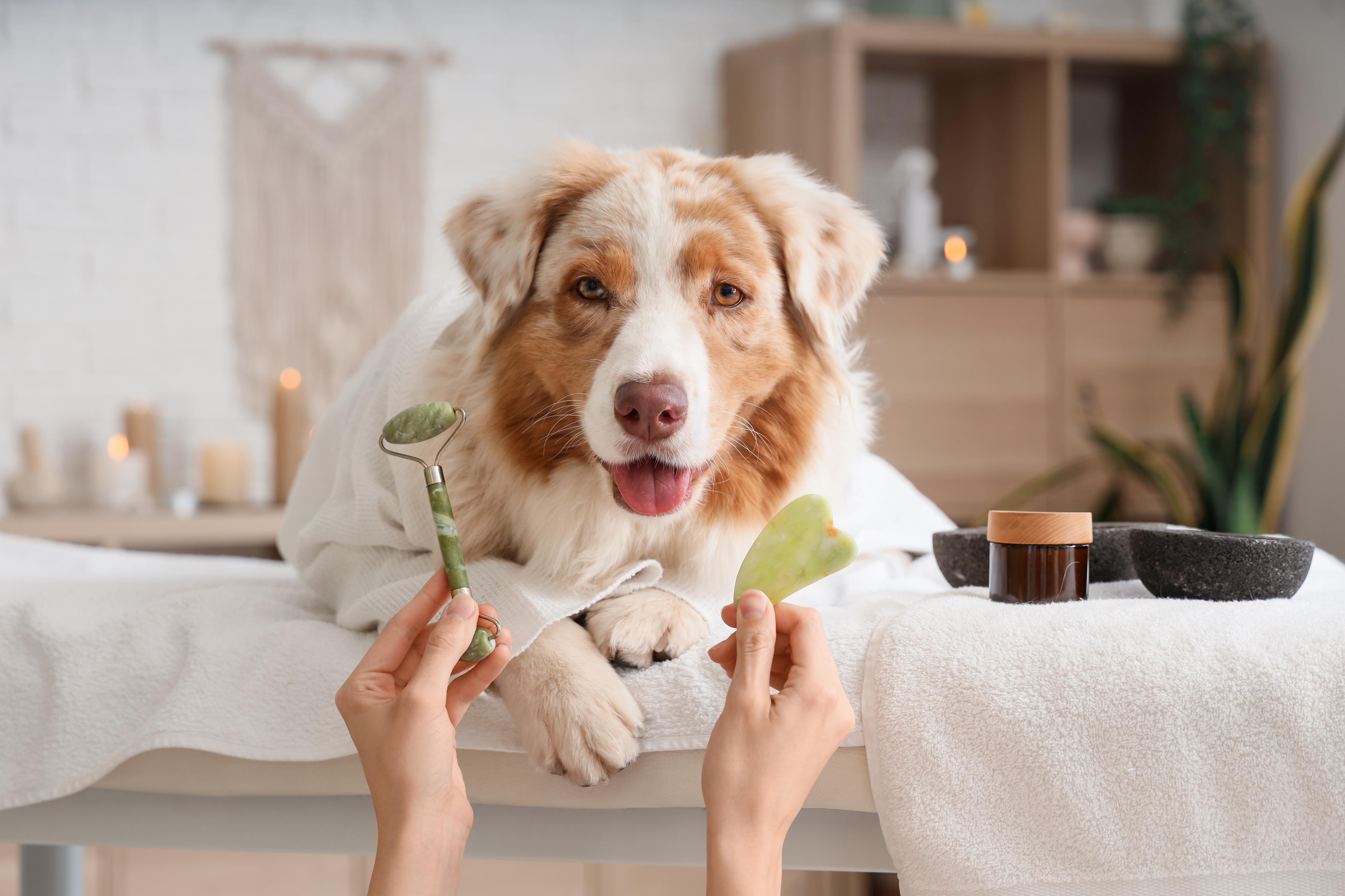 Dog wellness foto 3