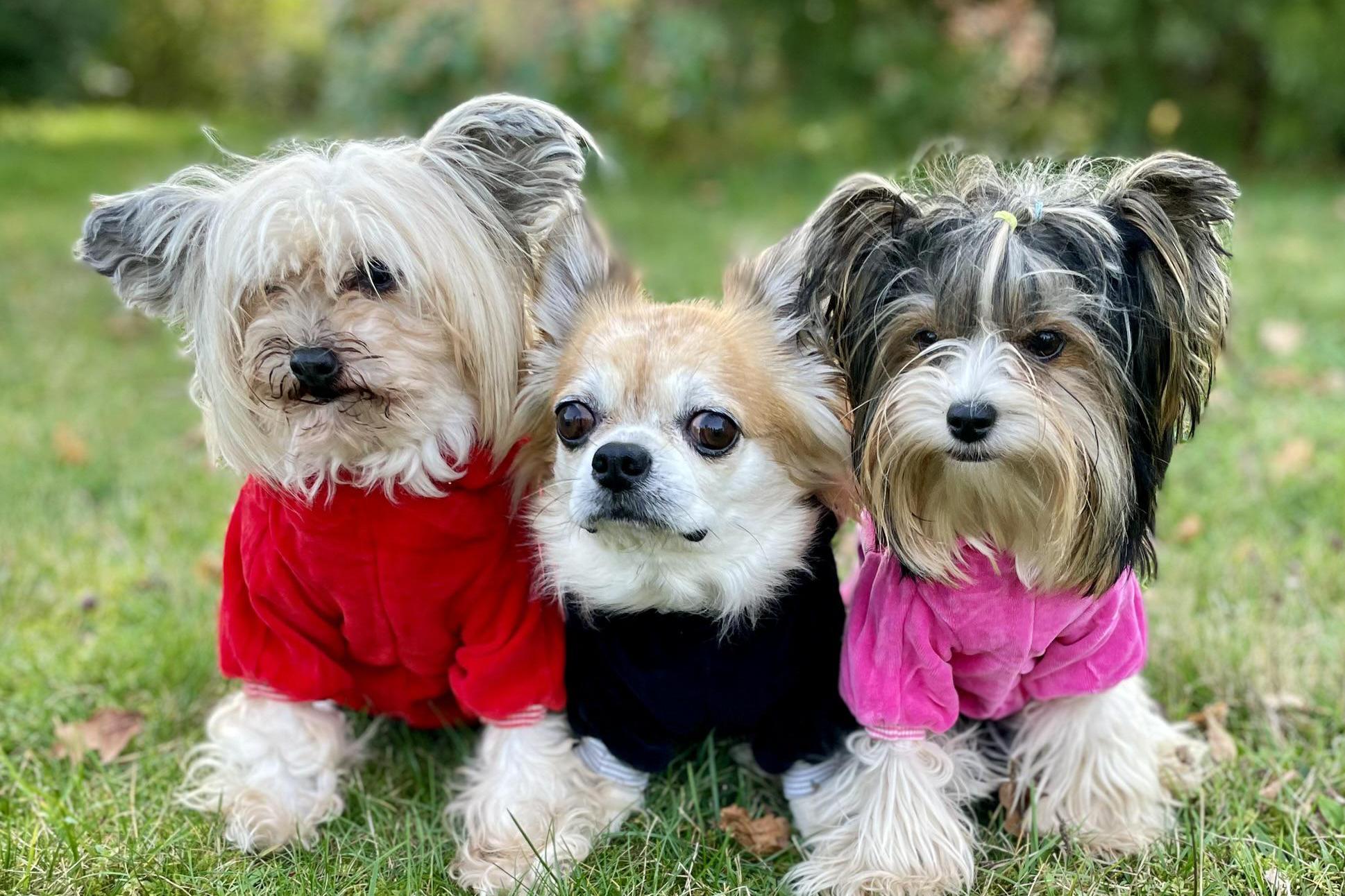 Psí potřeby Monťásek