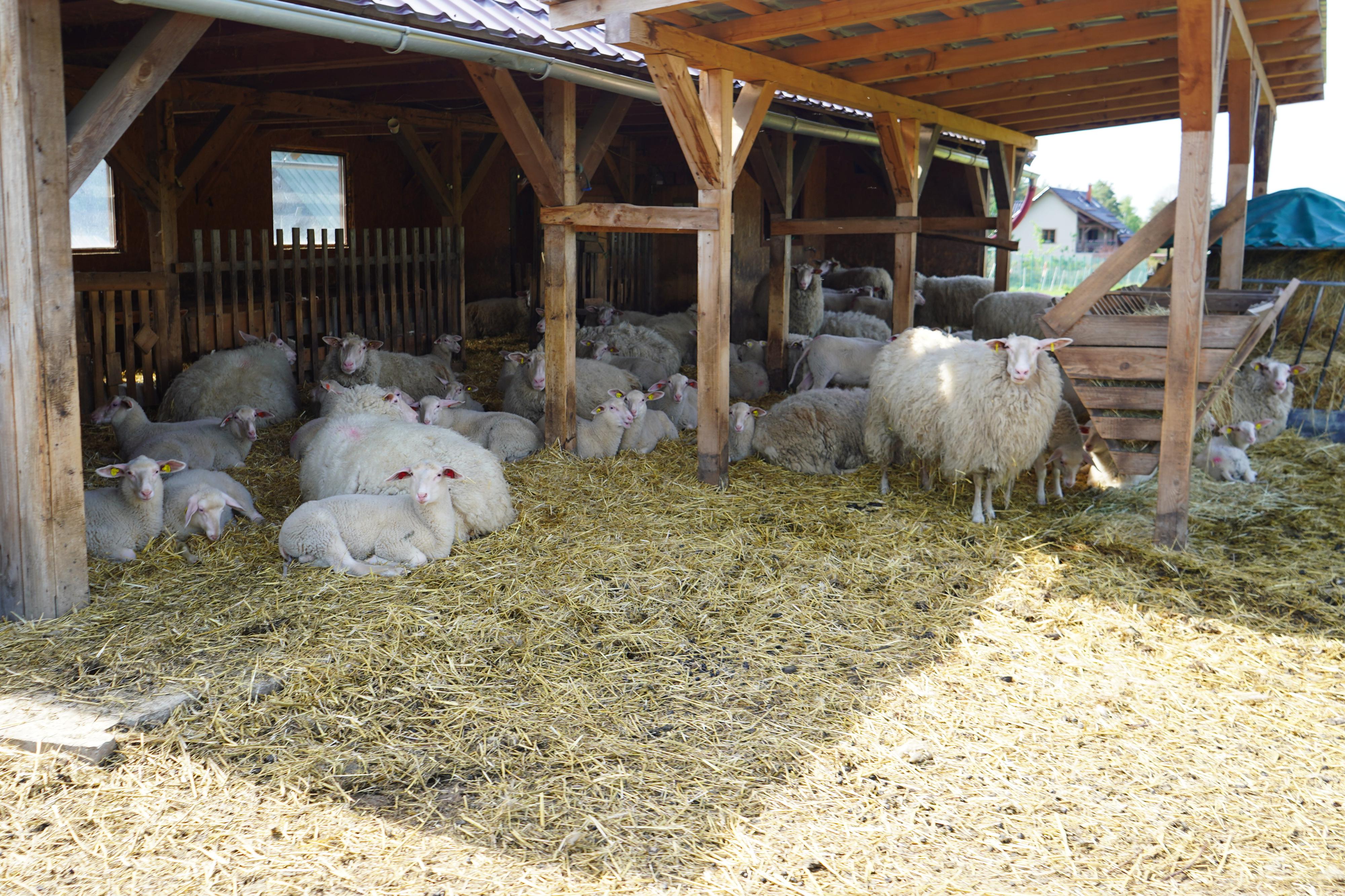 Malá farma Janov - samoobslužný stánek foto 4
