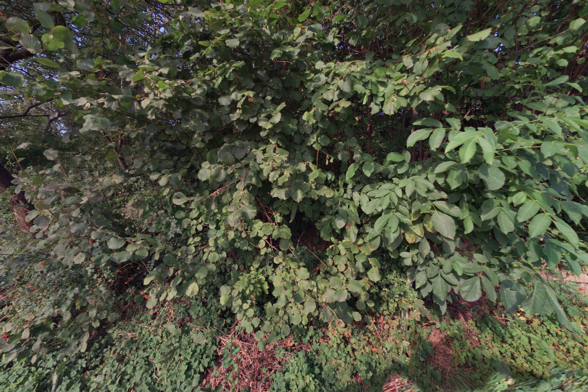 Společná zahrada foto 2