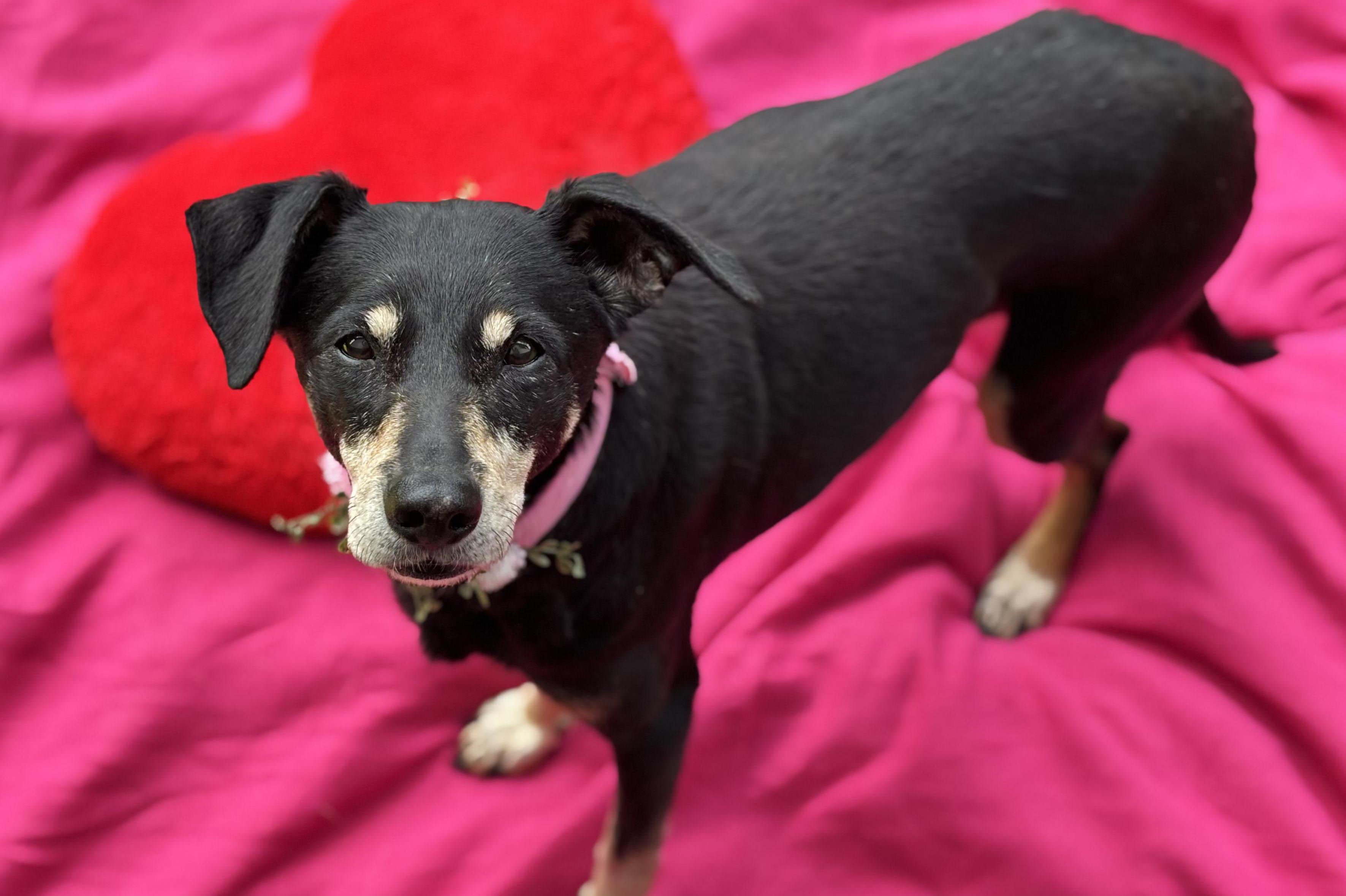 Psí senioři v nouzi, z.s.