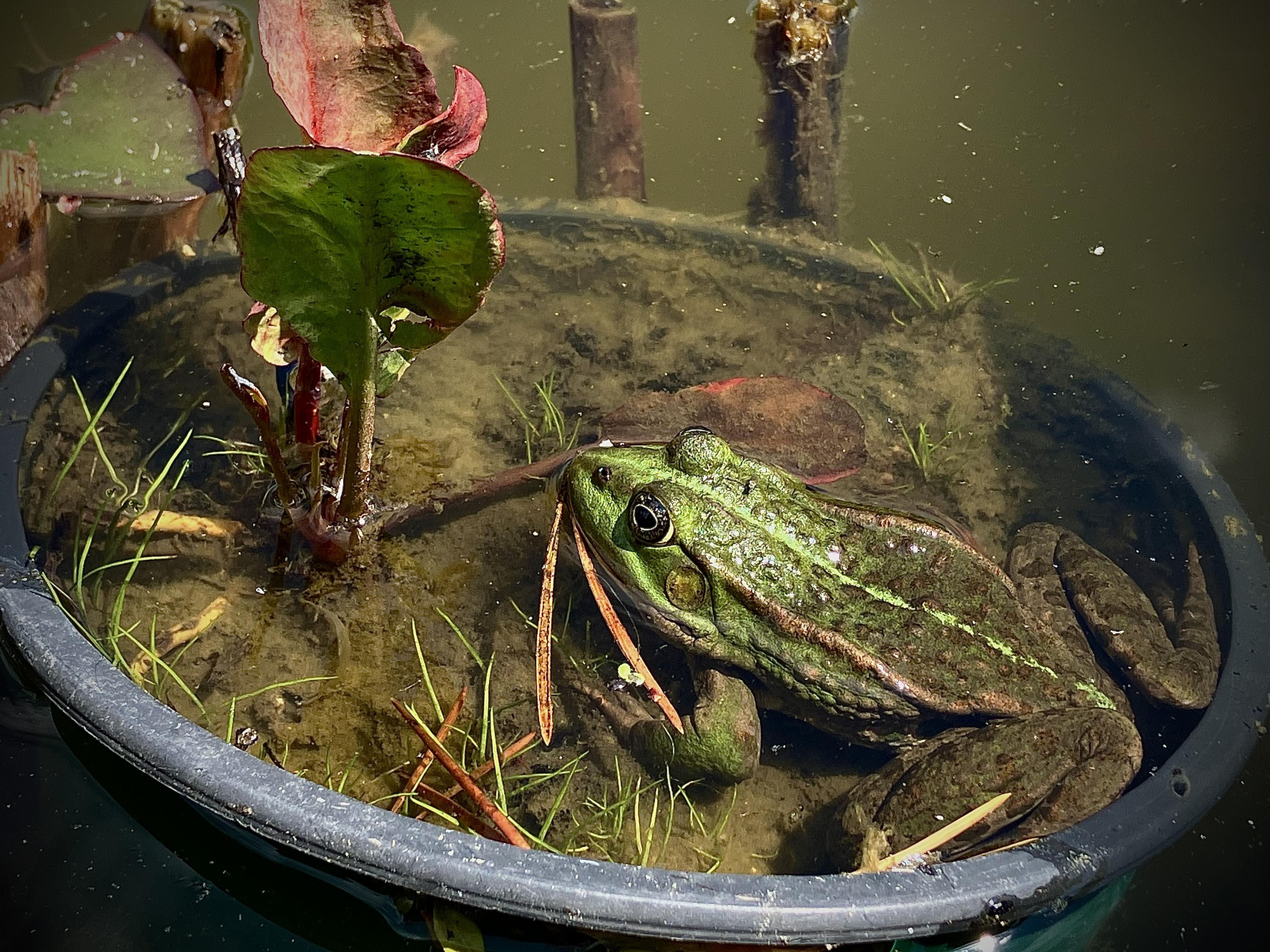Dendrologická zahrada VÚK foto 3