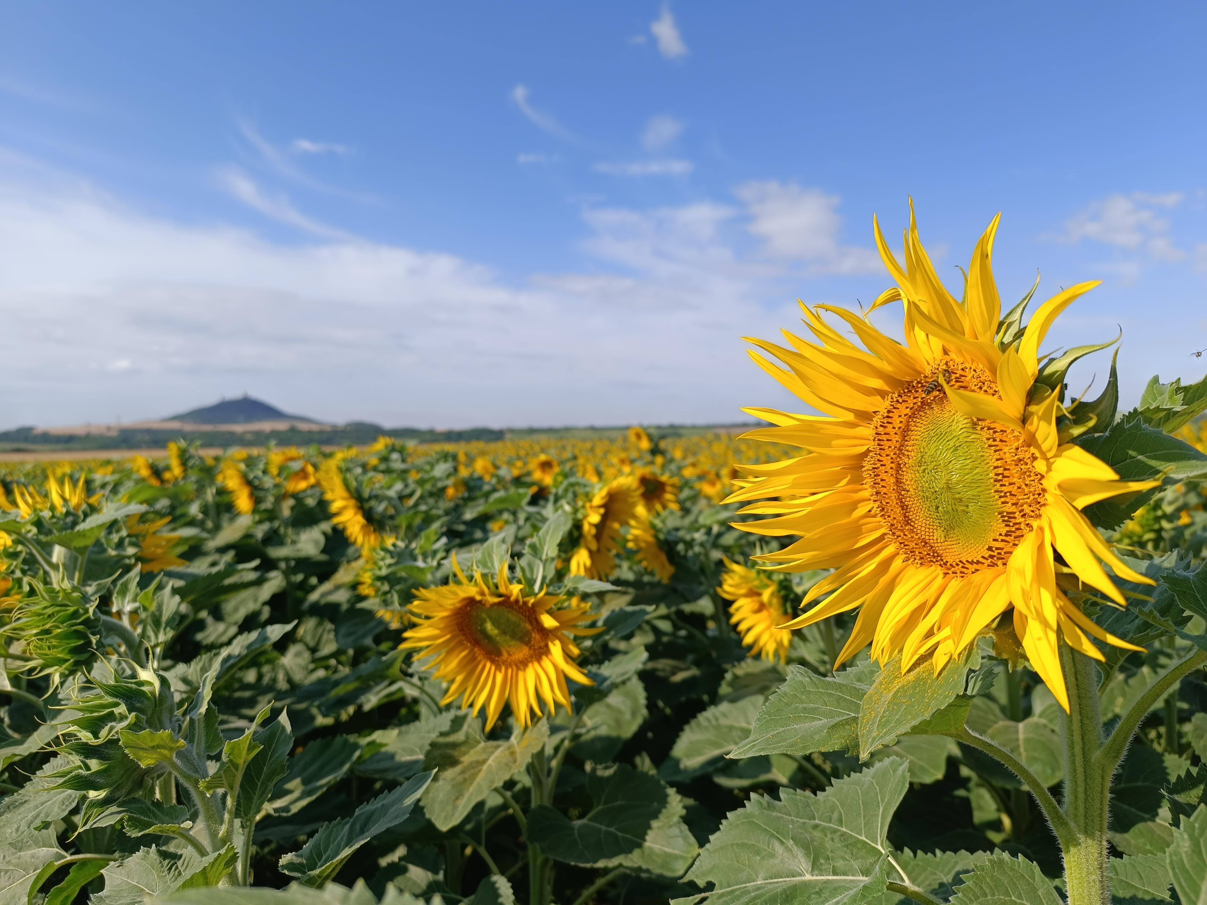 TERRA Kaplíř foto 4