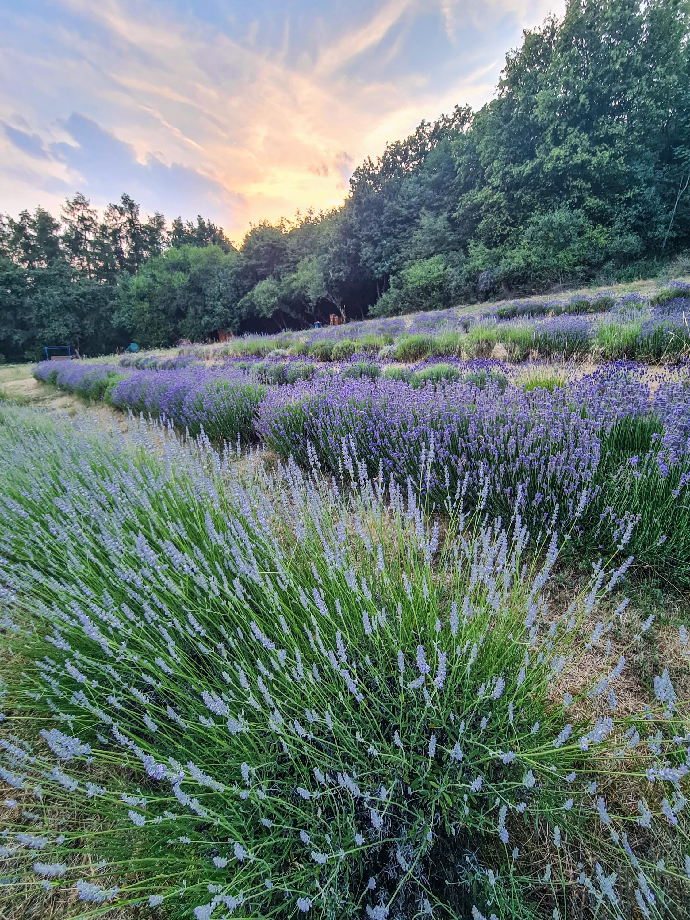 Křivoklátská levandule foto 2
