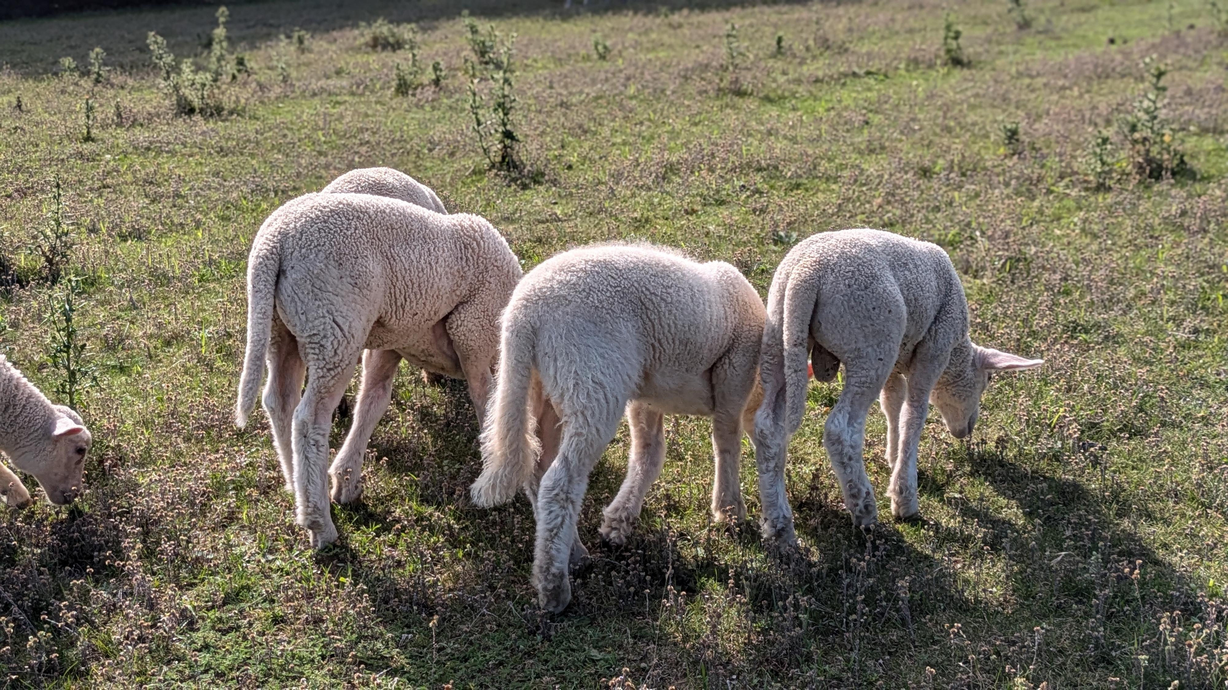 Ovčí terasy foto 2