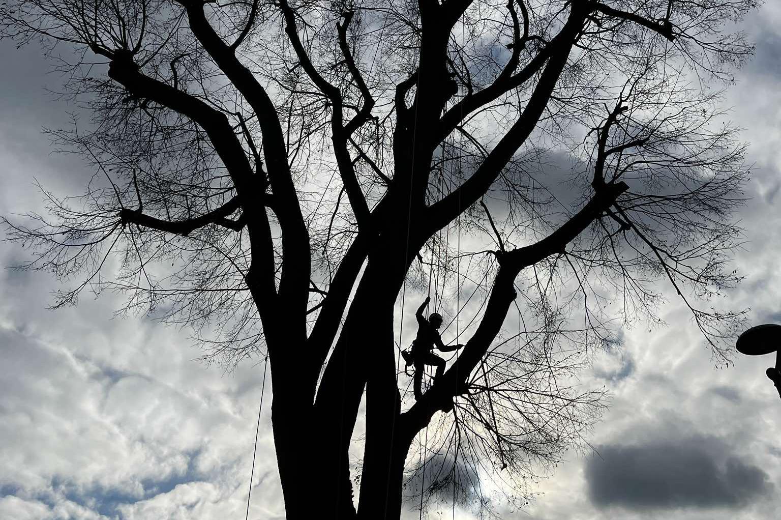 Arboristika - Ing. Uchytil Vojtěch