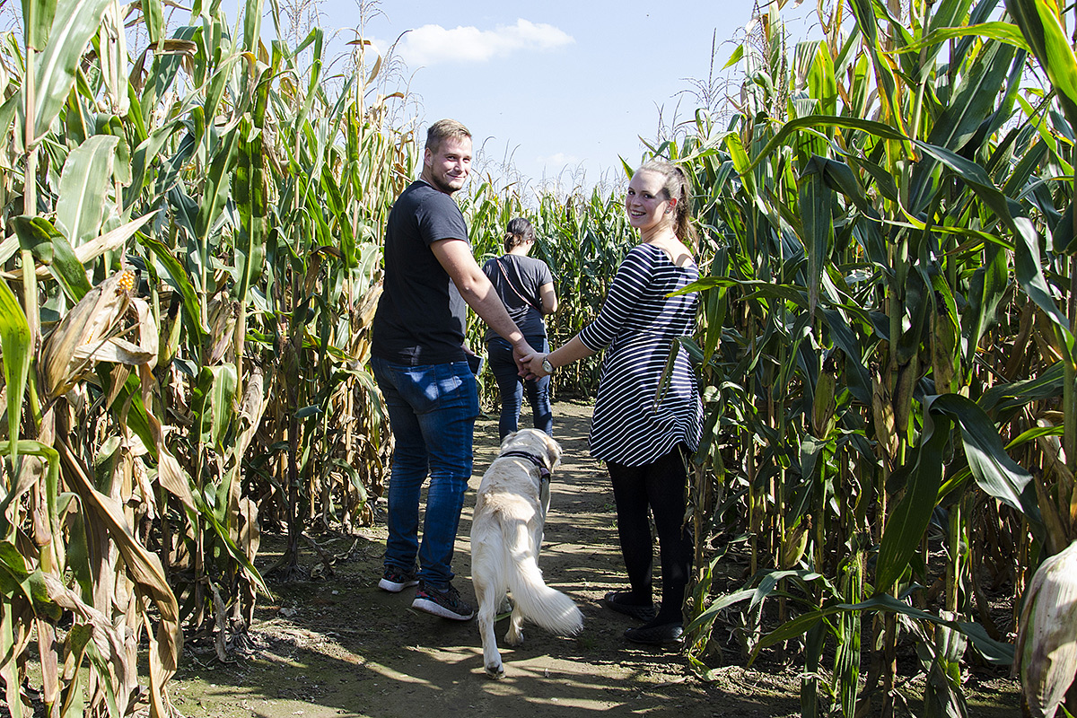 Kukuřičáci – Obří kukuřičné bludiště Plzeň - Přeštice foto 1