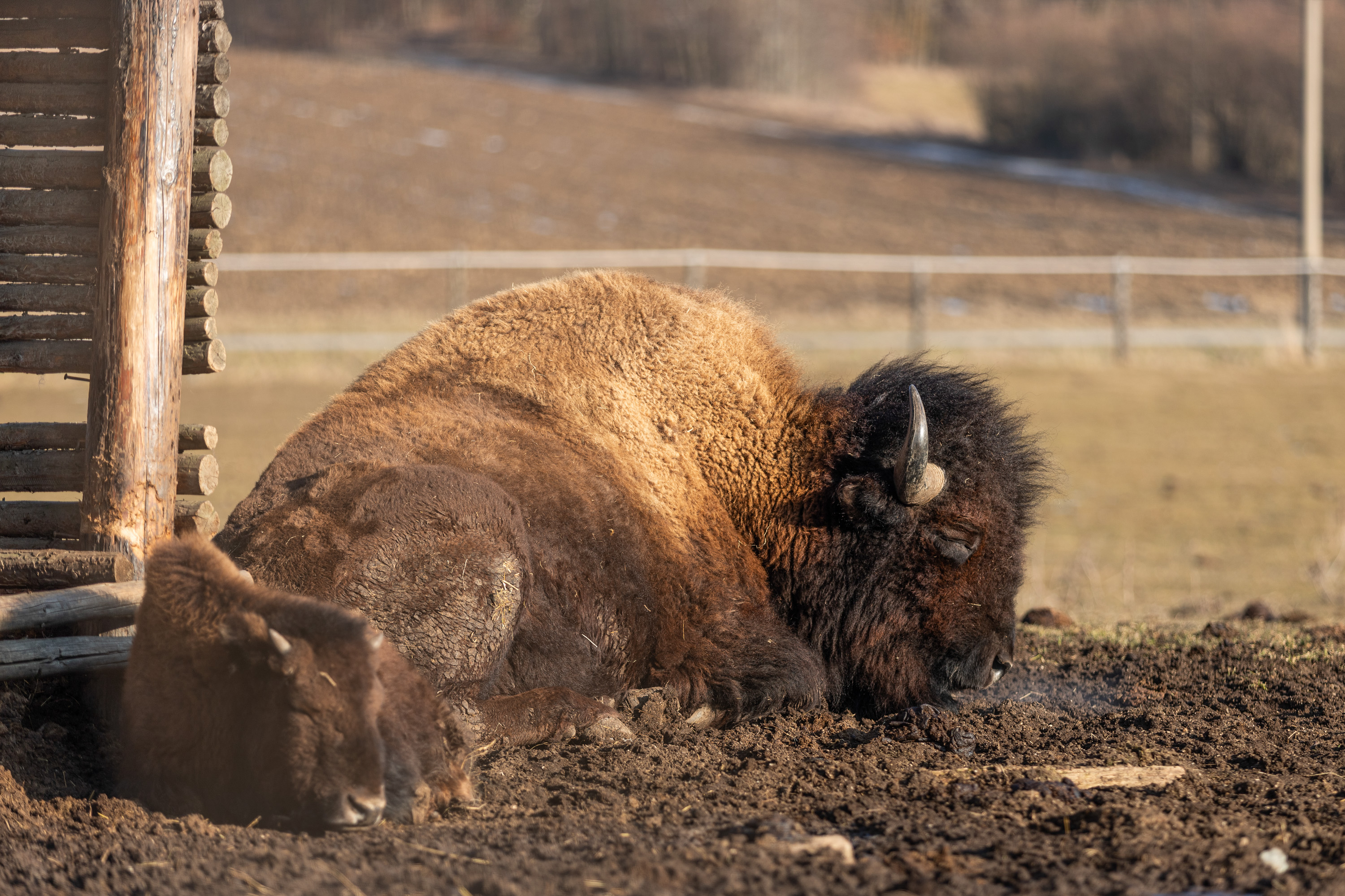 Hospůdka a penzion U bizona foto 4