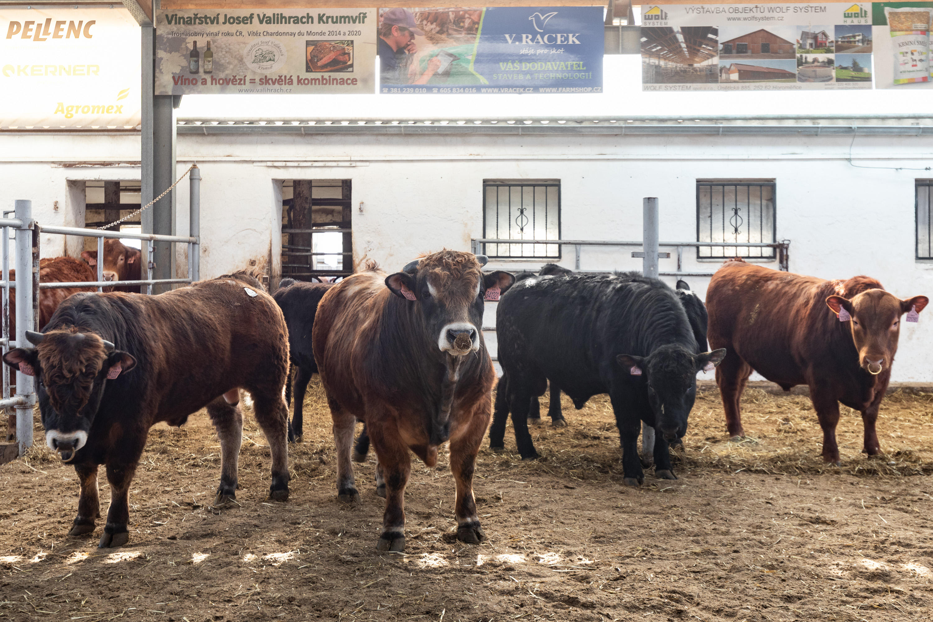Hospůdka a penzion U bizona foto 3