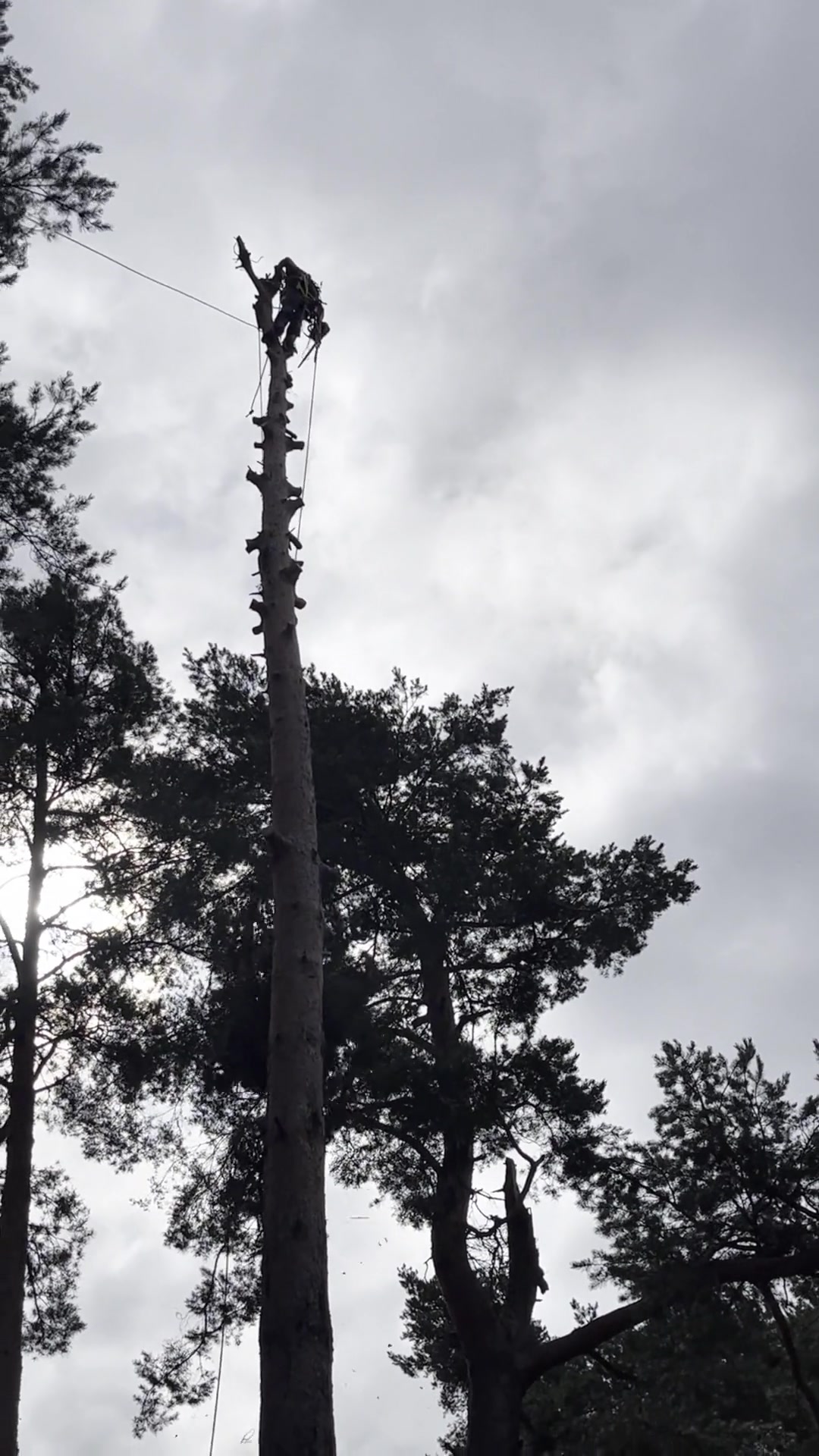 Rizikové kácení stromů a výškové práce Václav Tomšík foto 2 (náhled videa)