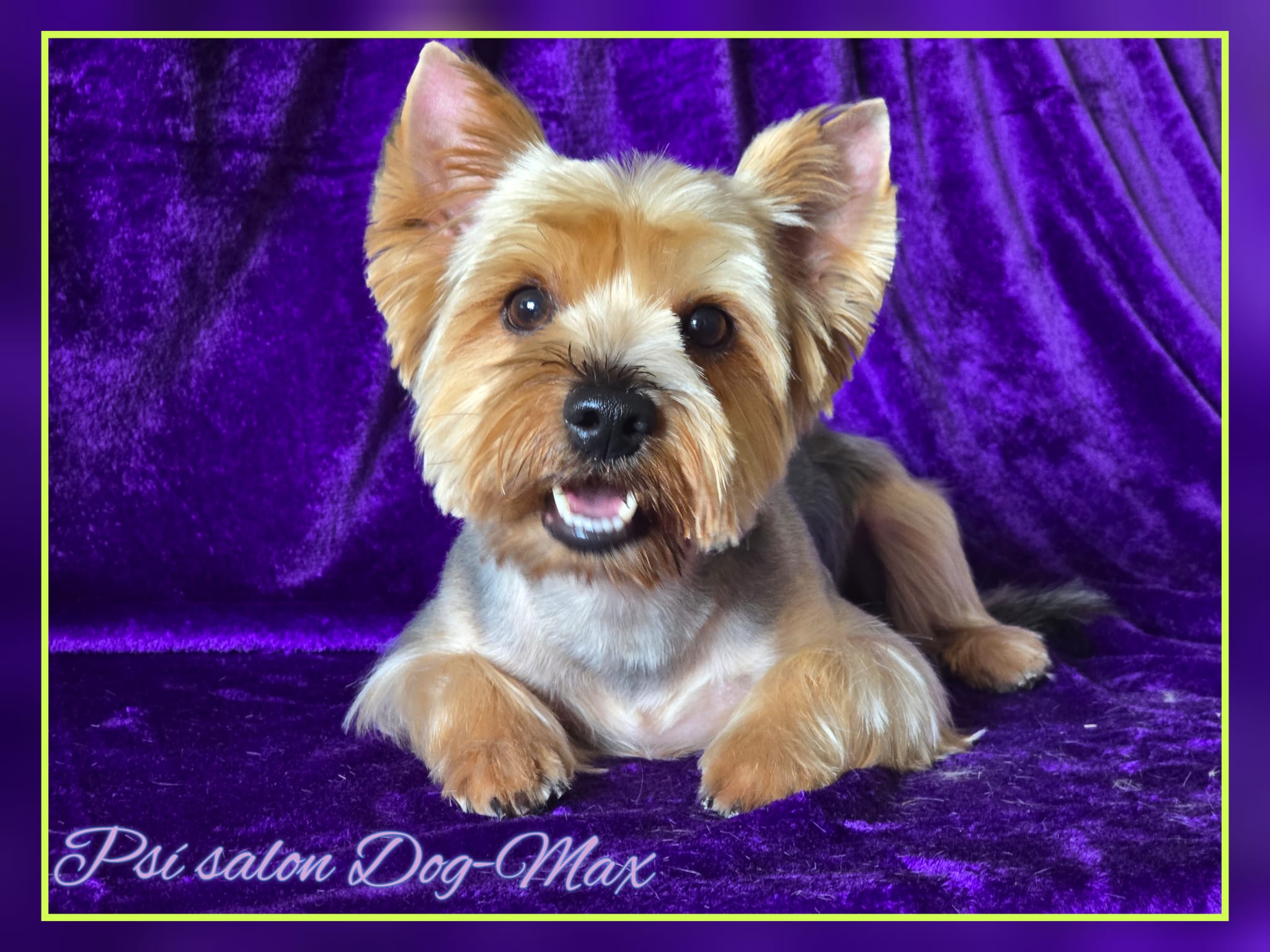 Psí salon DOG MAX foto 4