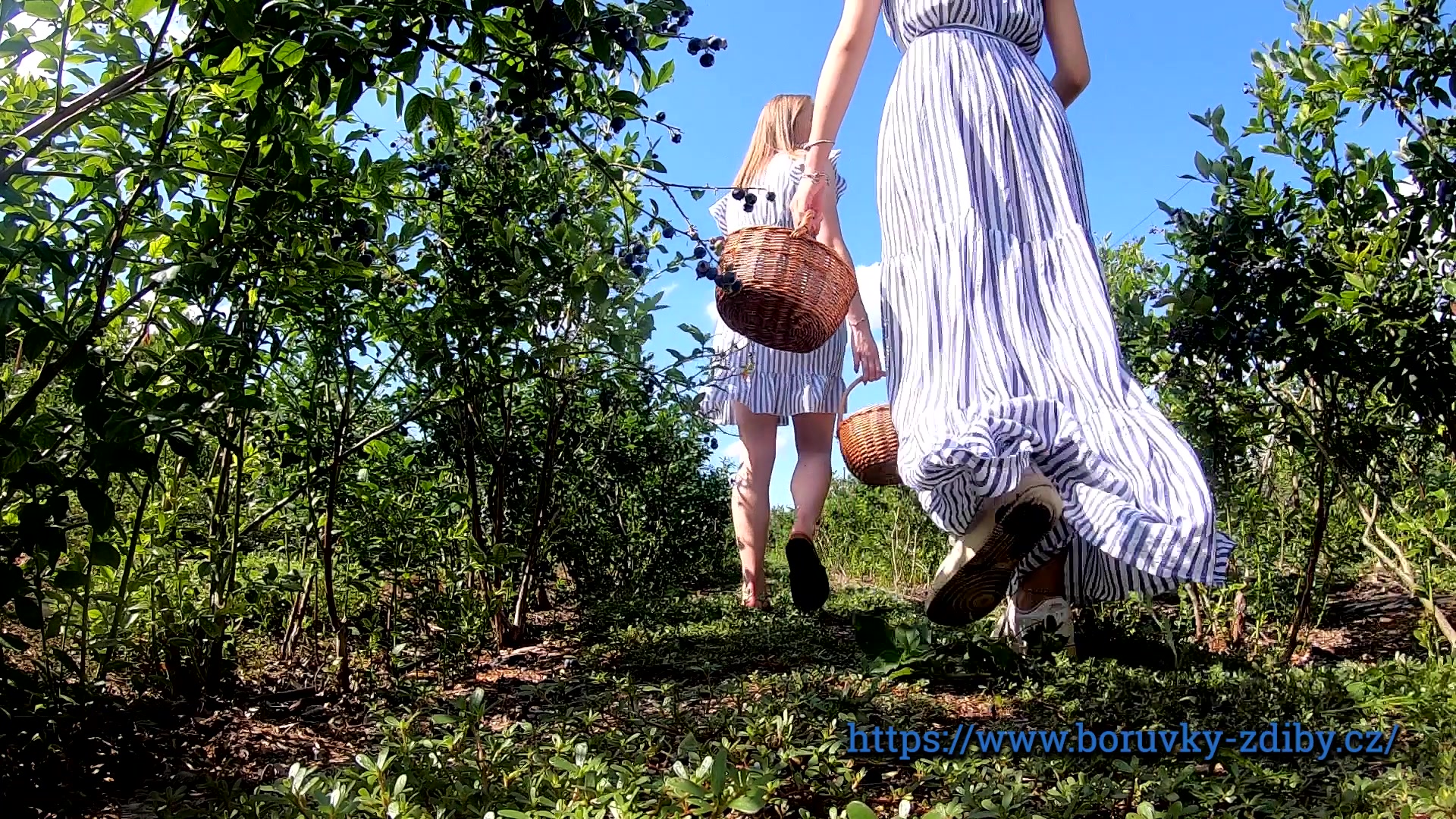 Borůvková plantáž Zdiby foto 2 (náhled videa)