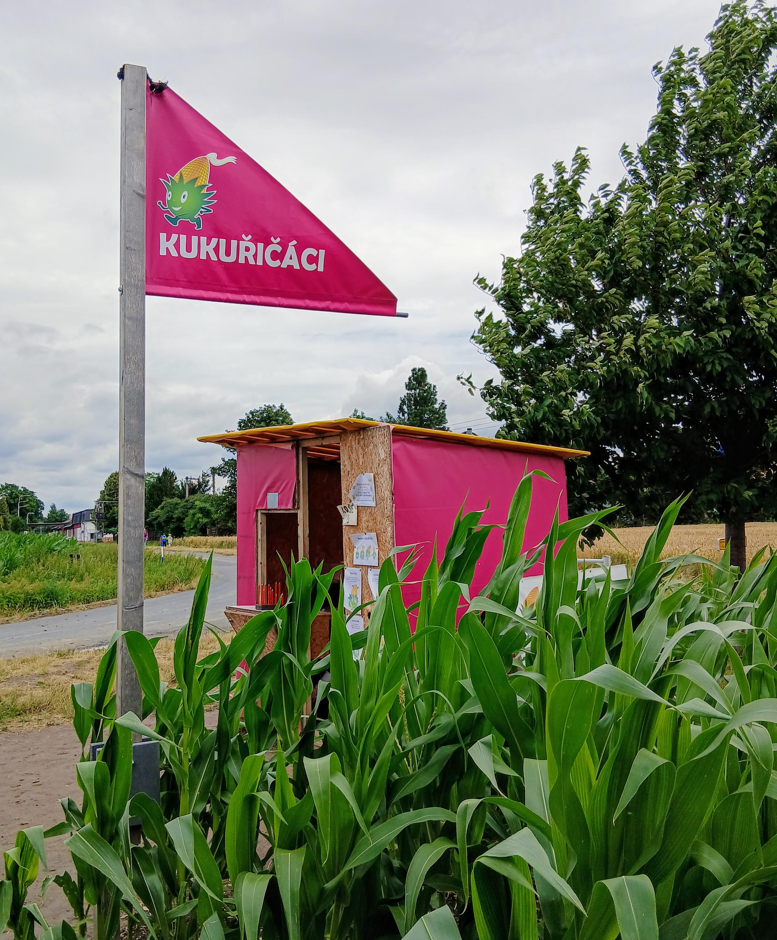 Kukuřičáci – Obří kukuřičné bludiště Opava foto 5